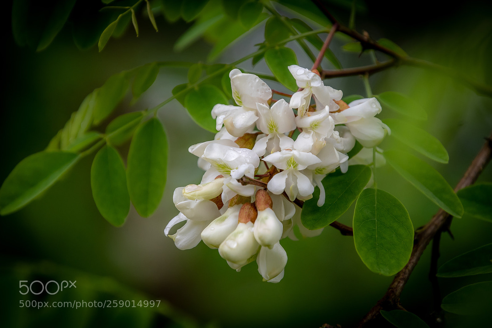 Nikon D7500 sample photo. White photography