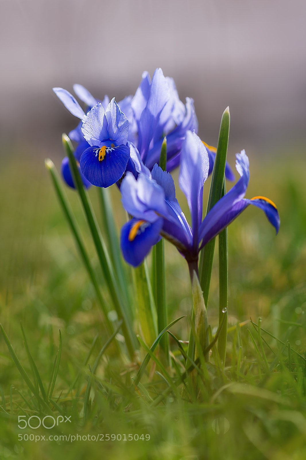 Nikon D800 sample photo. Kosatec photography