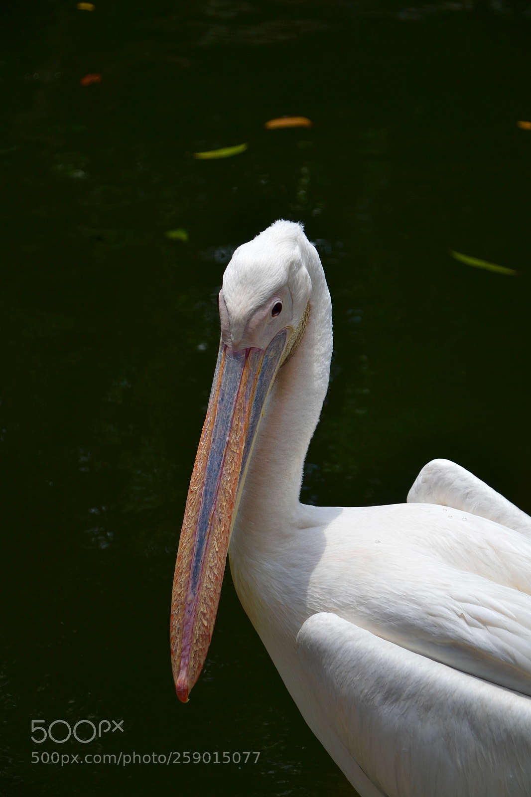 Nikon D3100 sample photo. Great white pelican by photography