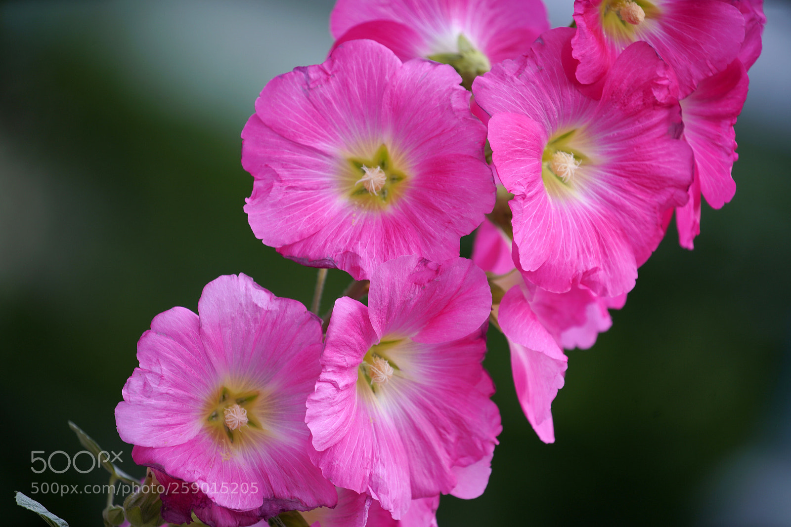 Sony a7R III sample photo. Wild flower photography