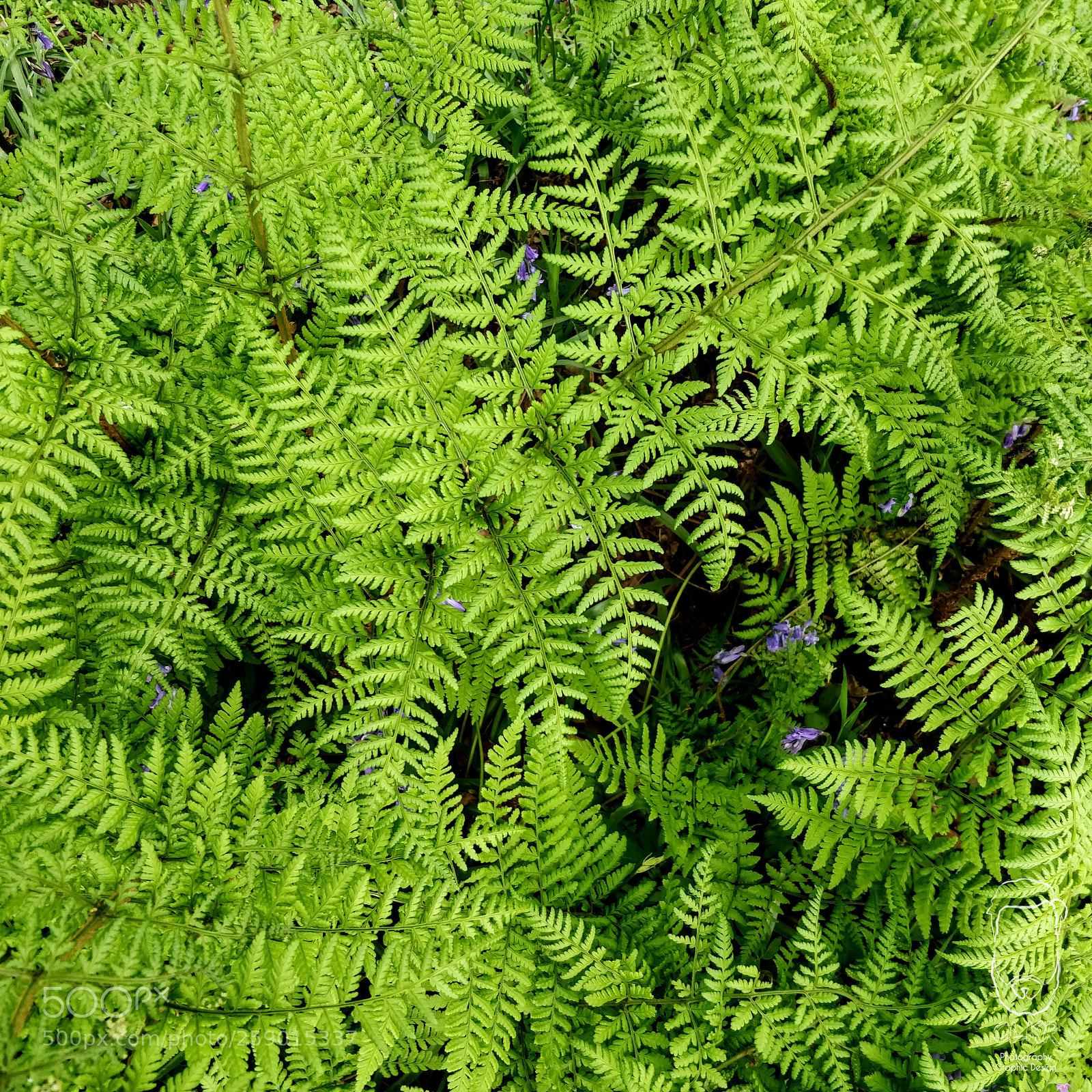 OnePlus 5 sample photo. Between the ferns photography