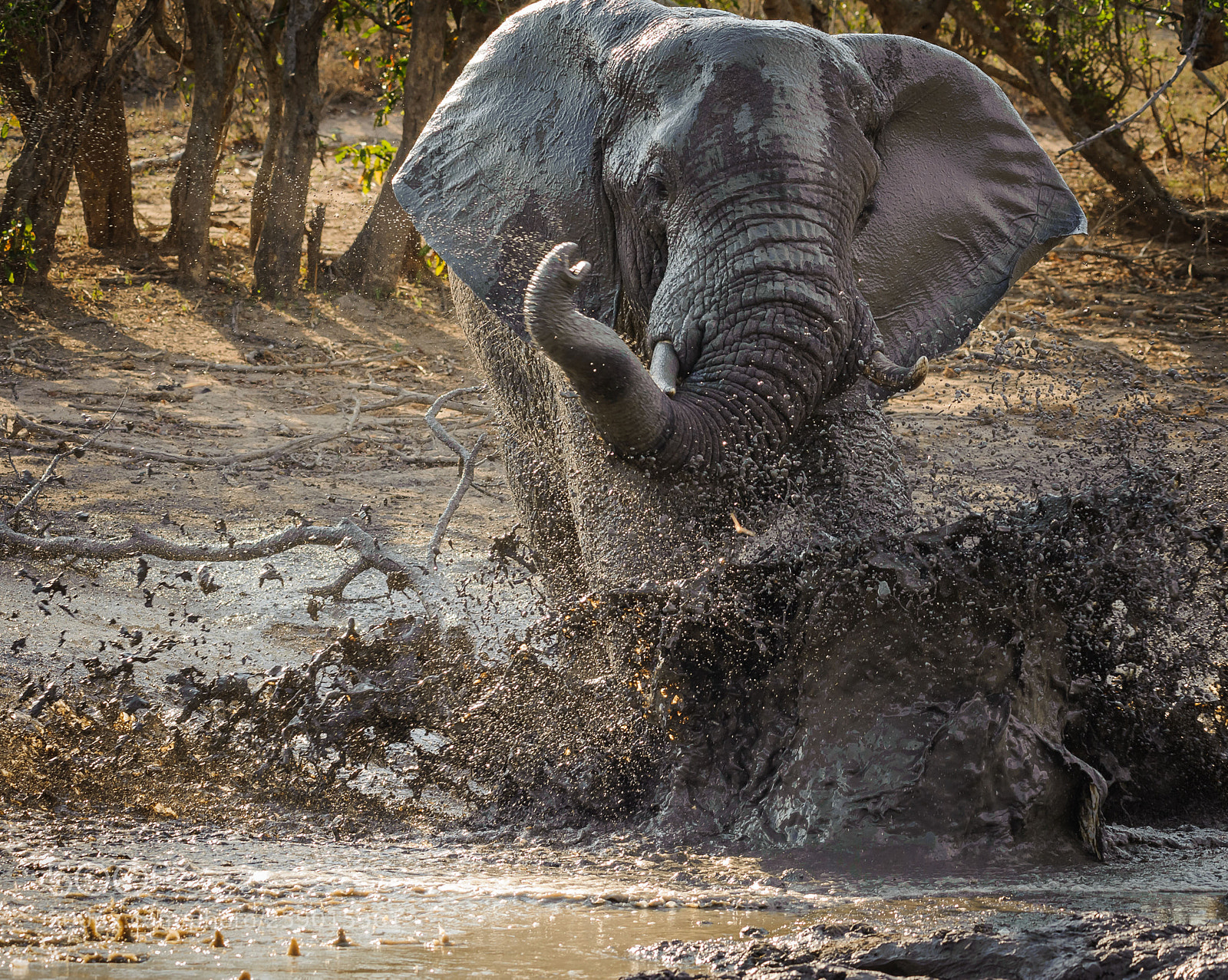 Nikon D700 sample photo. Elephant photography