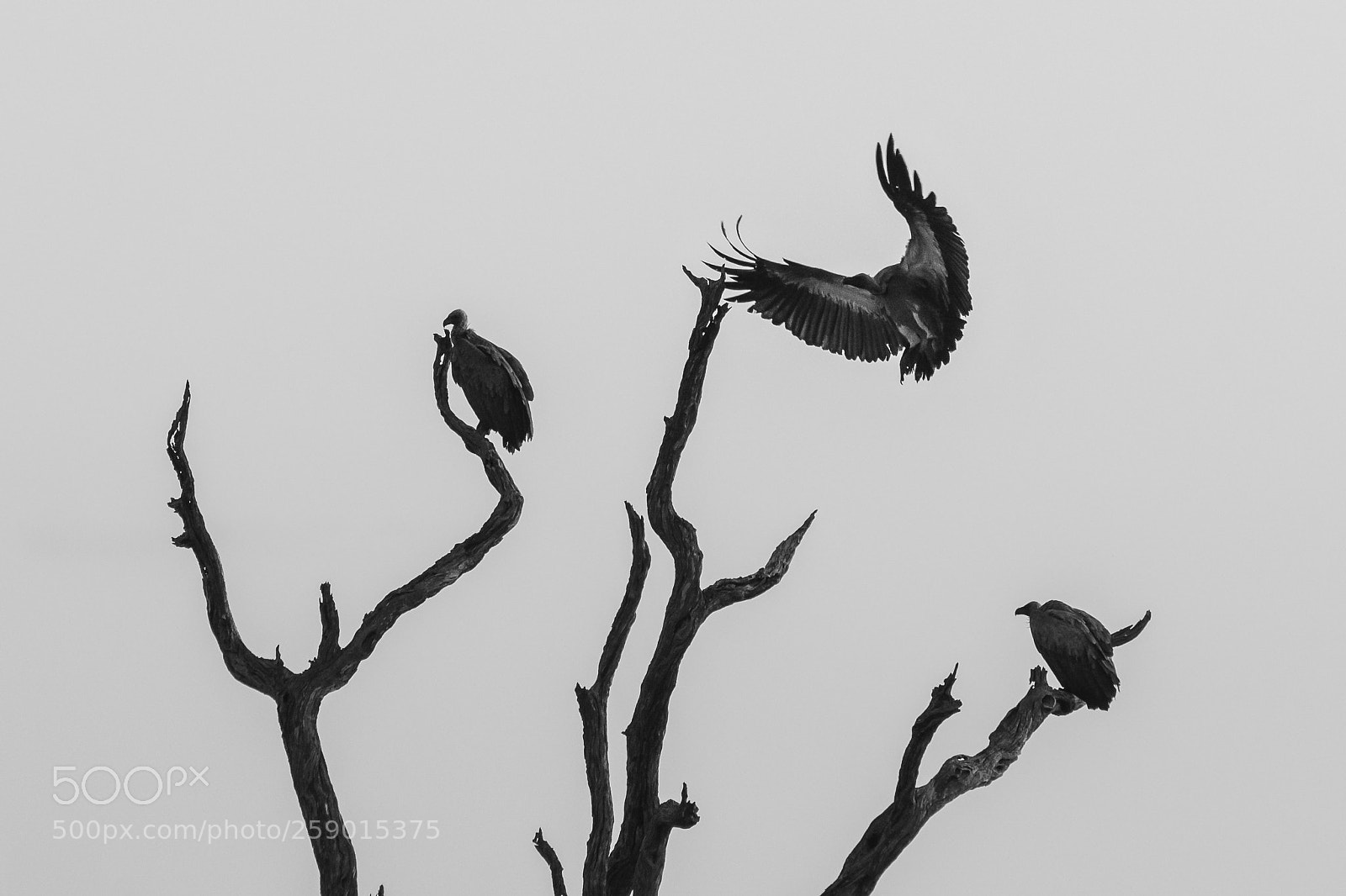 Nikon D7100 sample photo. Vulture photography