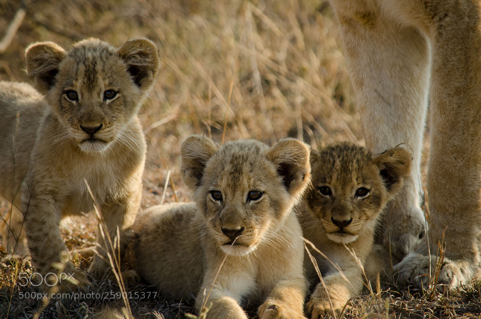 Nikon D7000 sample photo. Lion cups with mom photography