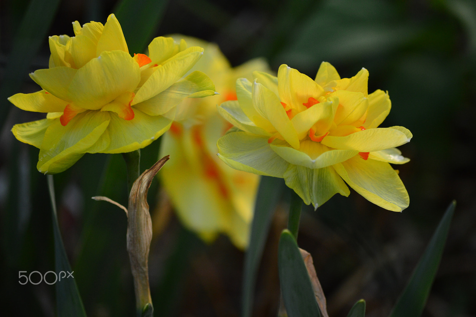 Nikon D3200 sample photo. Dsc photography