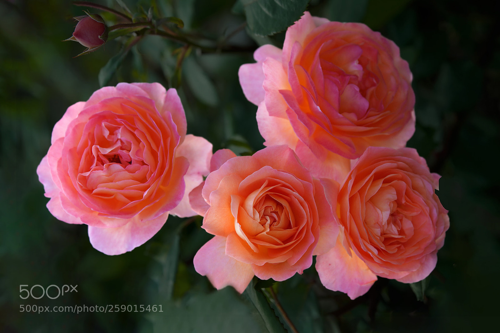 Sony a7R III sample photo. Rose photography