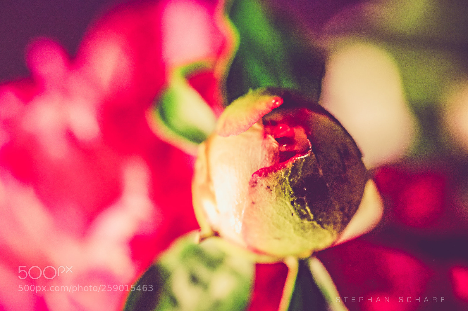 Fujifilm X-T10 sample photo. Peony bud photography