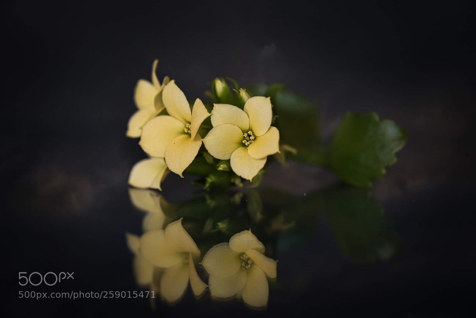 Nikon D750 sample photo. Kalanchoe photography