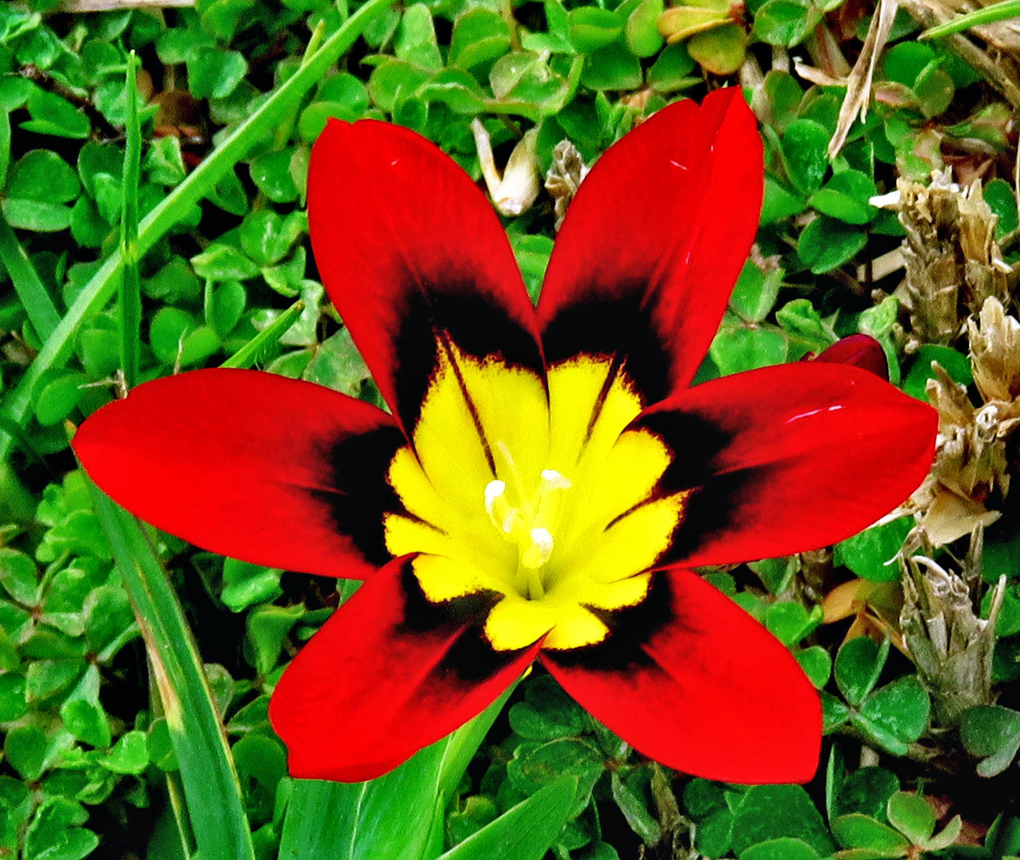 Canon PowerShot SX60 HS + 3.8 - 247.0 mm sample photo. A red and yellow flower in the garden photography