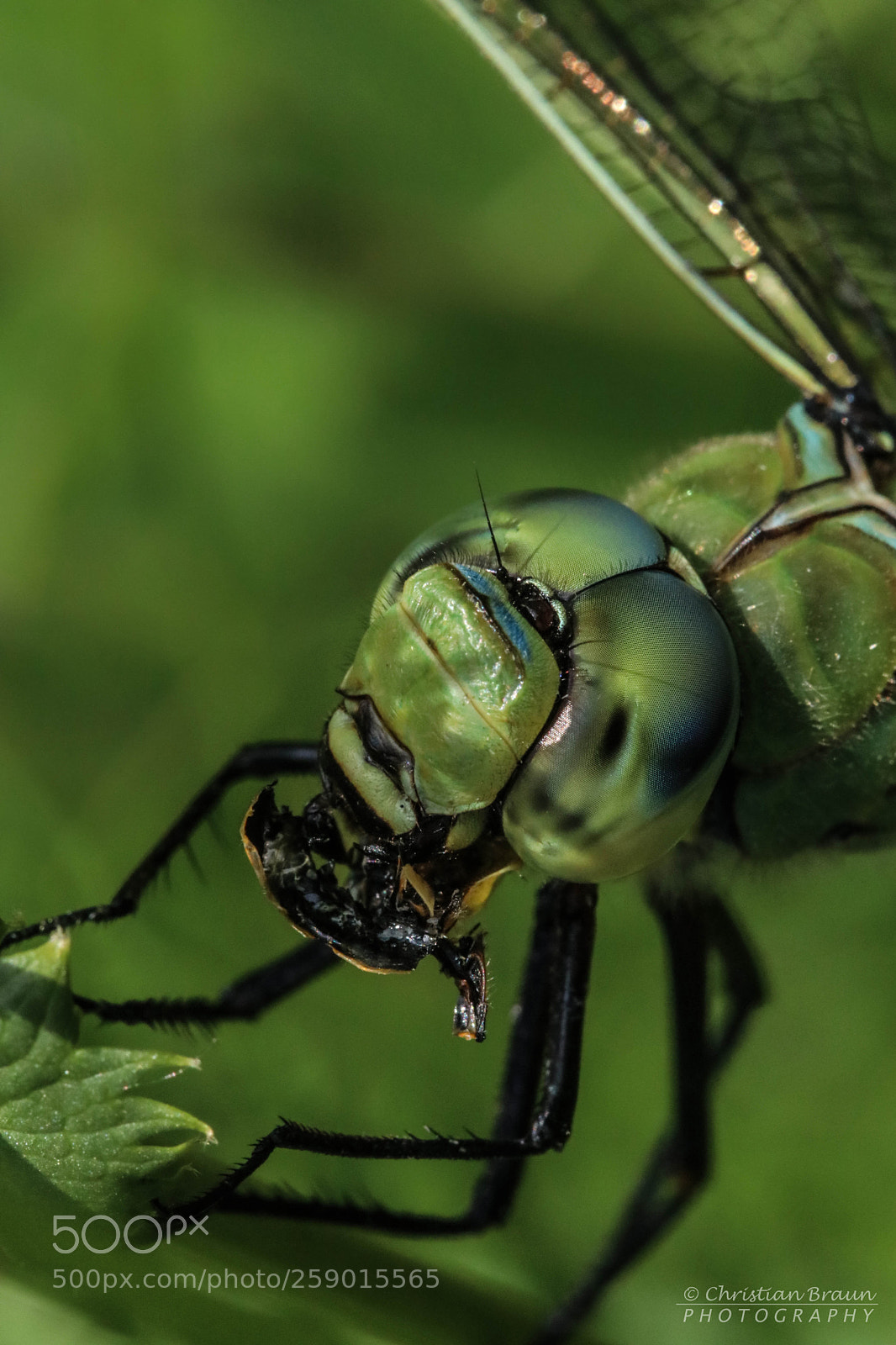 Canon EOS 80D sample photo. Dragonfly's lunch photography