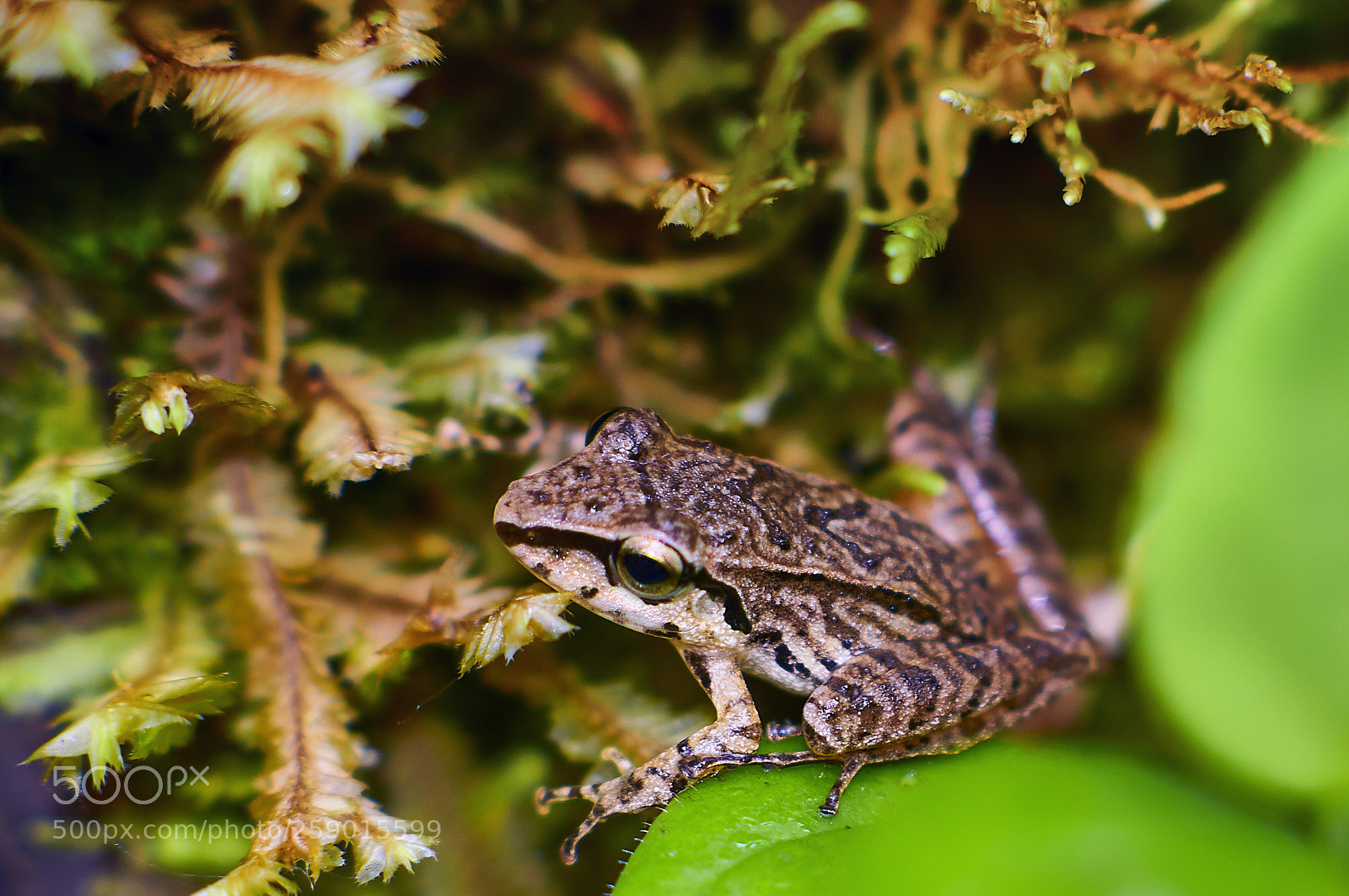 Nikon D300S sample photo. Frog photography