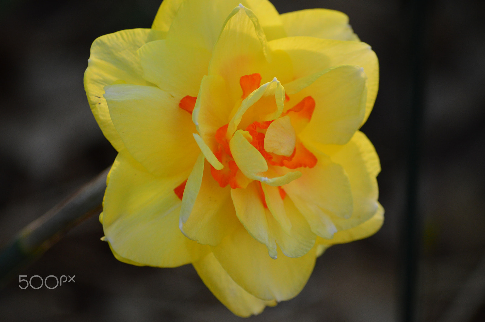 Nikon D3200 sample photo. Dsc photography