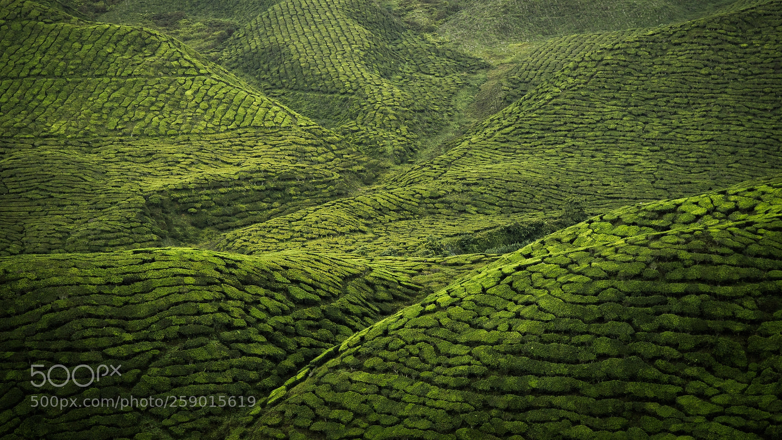 Canon EOS 6D sample photo. Valley tea photography