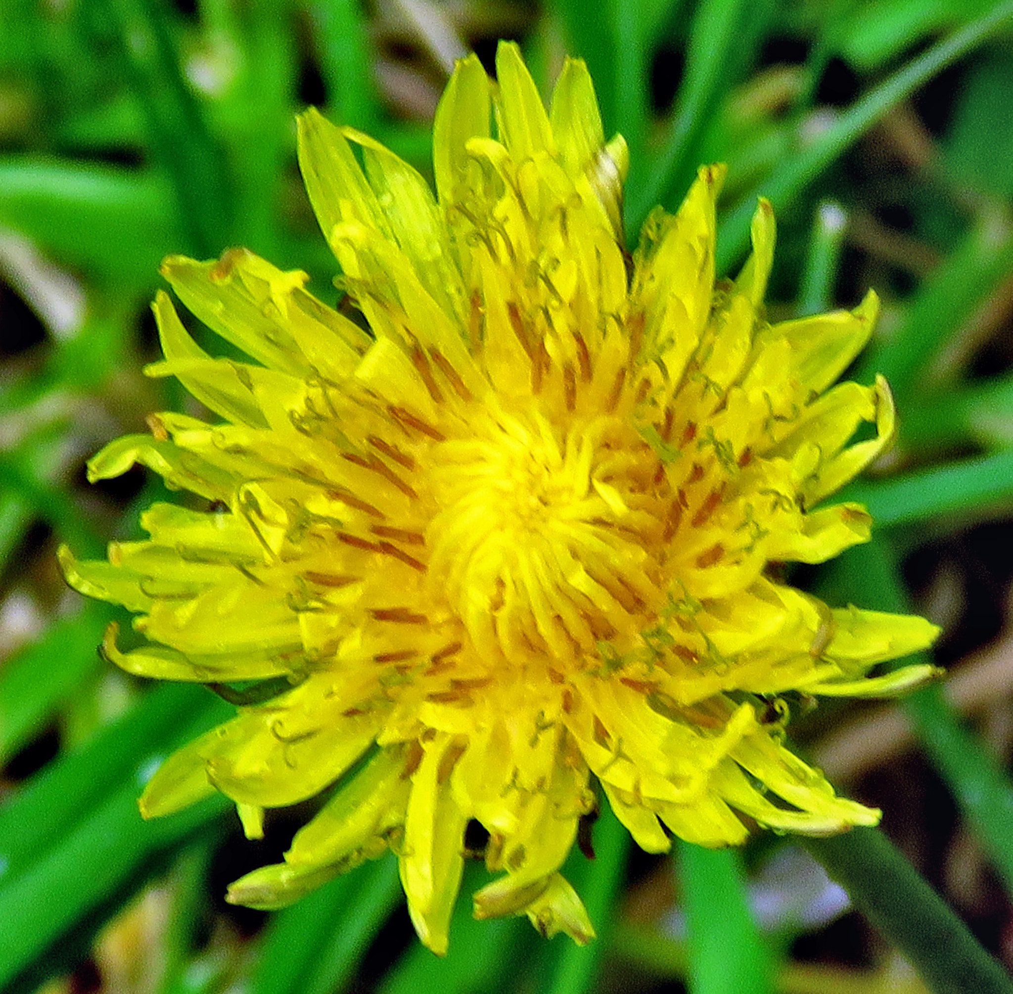 Canon PowerShot SX60 HS + 3.8 - 247.0 mm sample photo. A gold flower in the garden photography