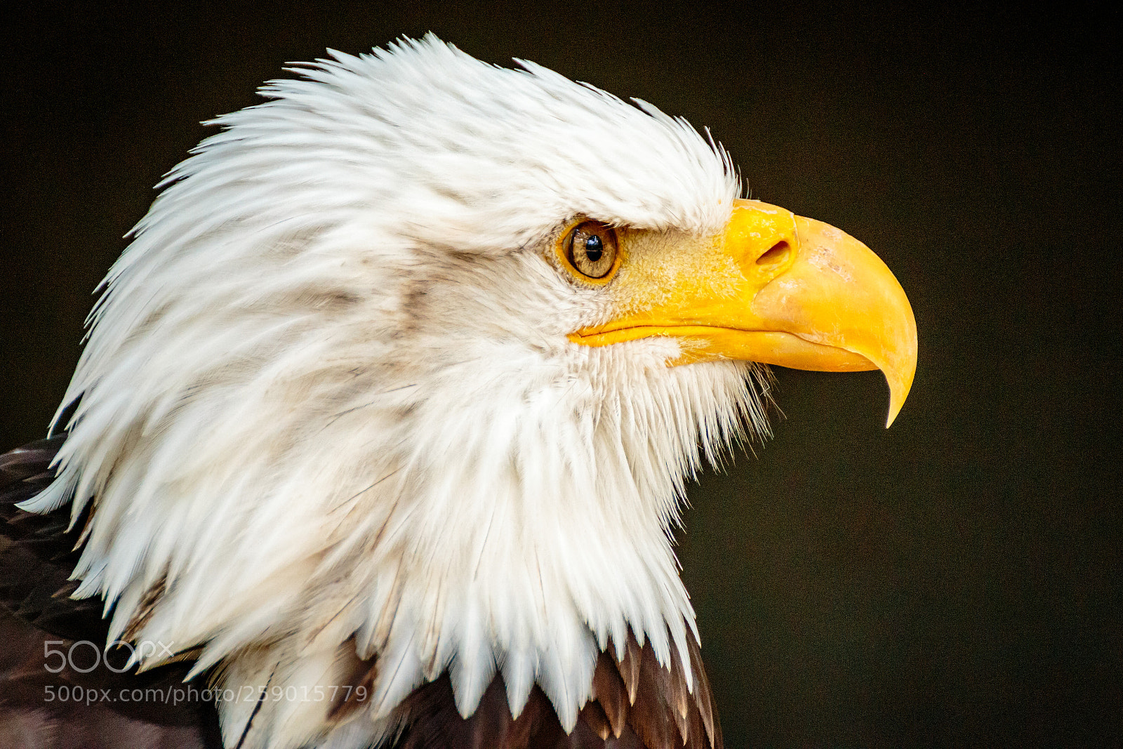 Canon EOS 70D sample photo. Weißkopfseeadler (haliaeetus leucocephalu) photography