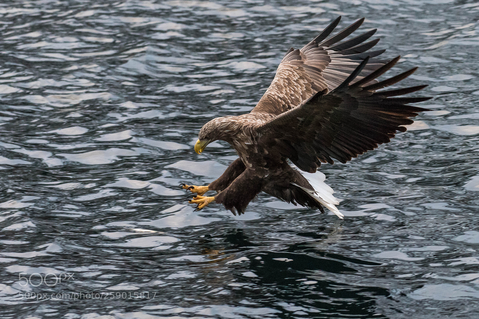 Nikon D810 sample photo. Before the catch photography