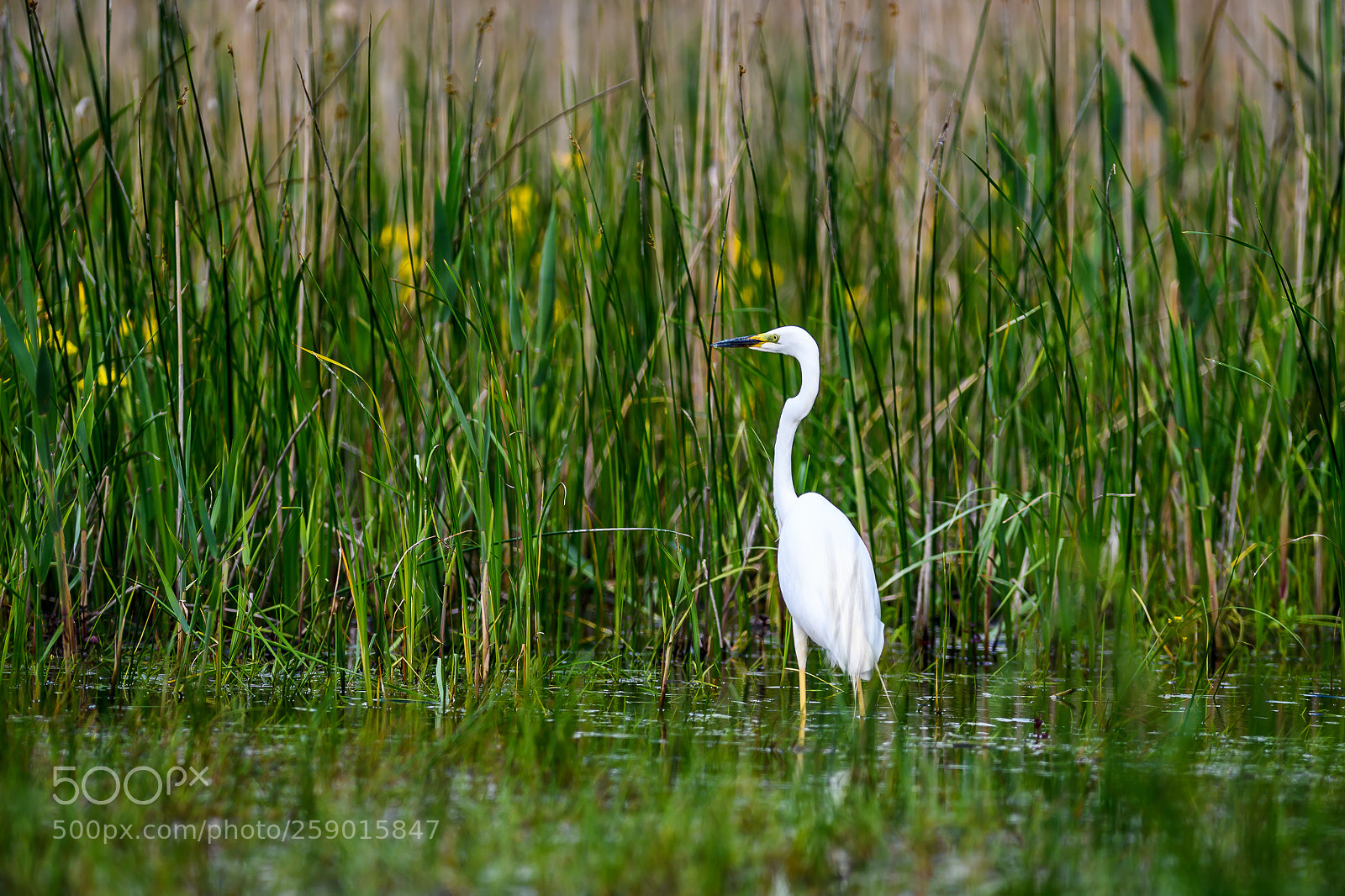 Nikon D5 sample photo. Egret photography