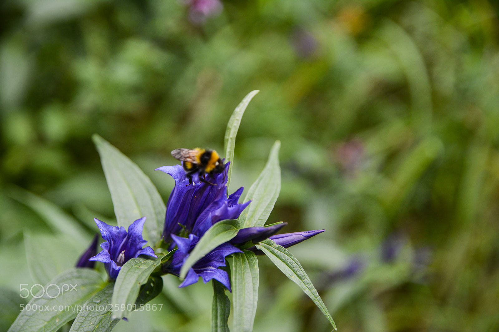Nikon D5200 sample photo. Ibisco photography