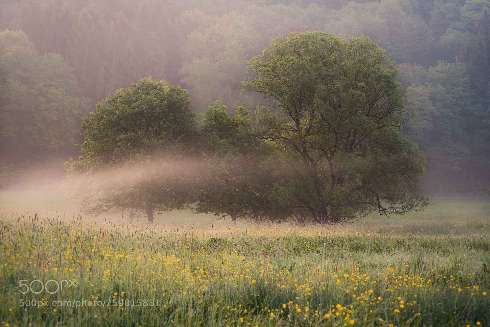 Nikon D750 sample photo. Meadow in the morning photography