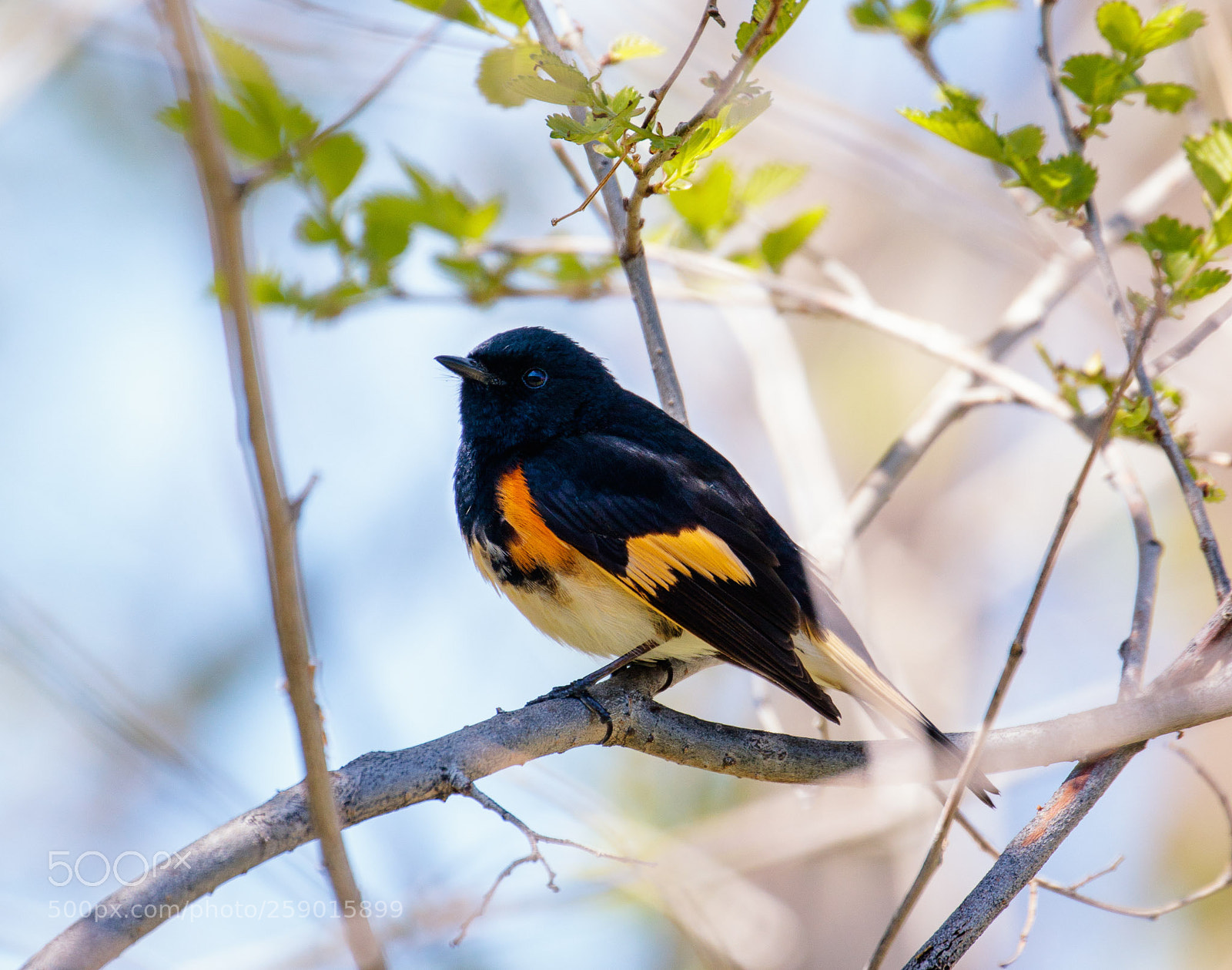 Canon EOS 80D sample photo. American redstart photography