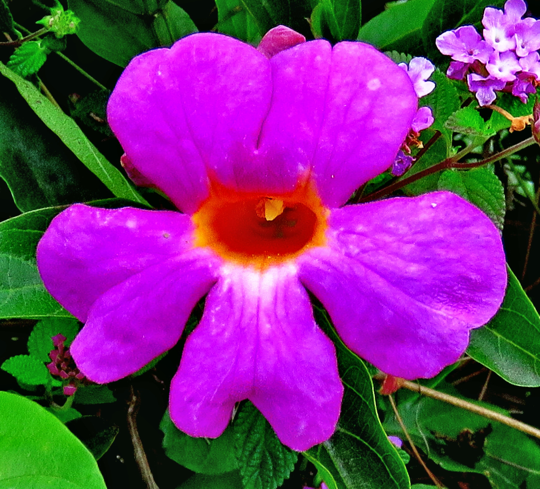 3.8 - 247.0 mm sample photo. A purple flower in the garden photography