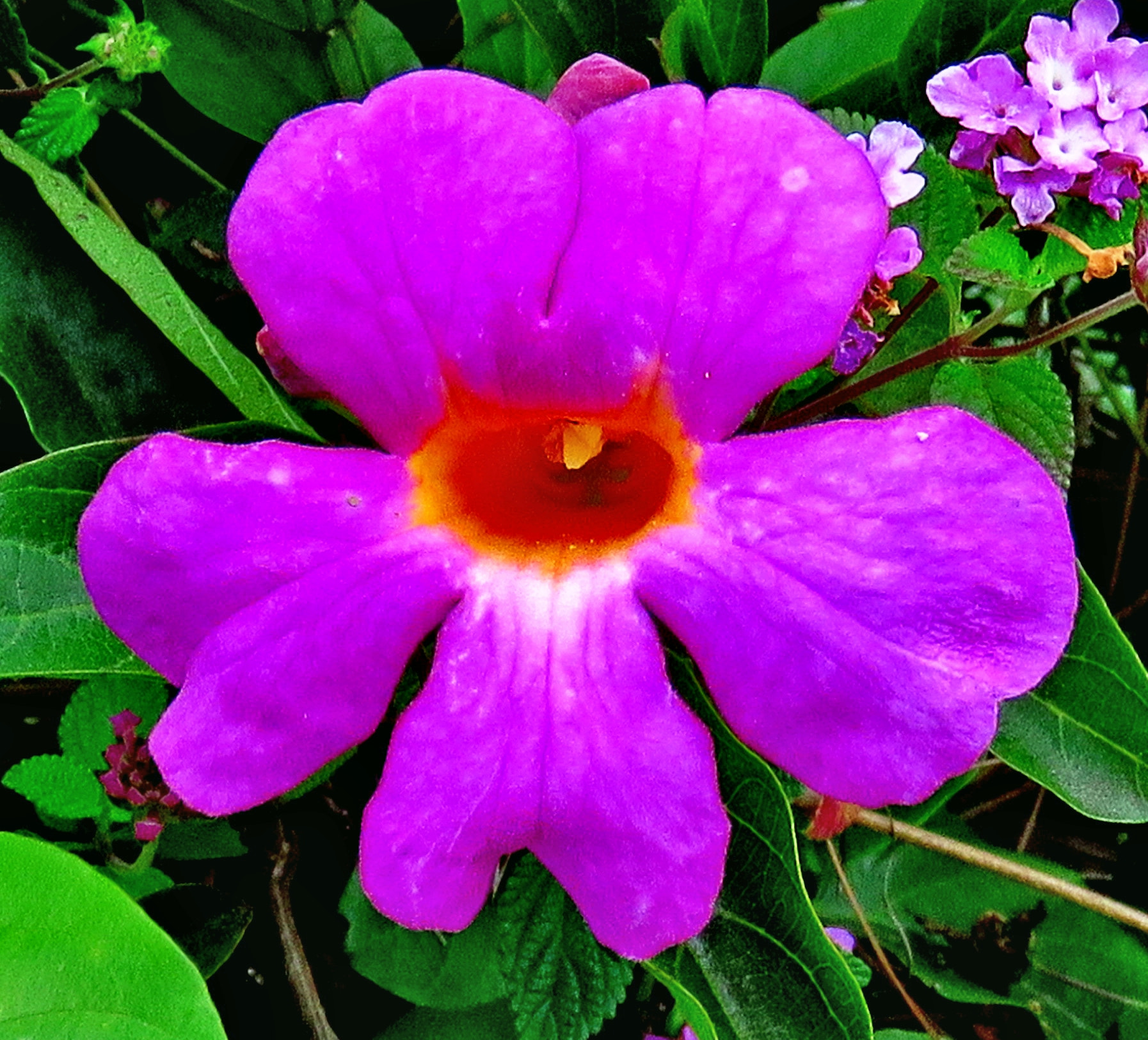 Canon PowerShot SX60 HS + 3.8 - 247.0 mm sample photo. A purple flower in the garden photography