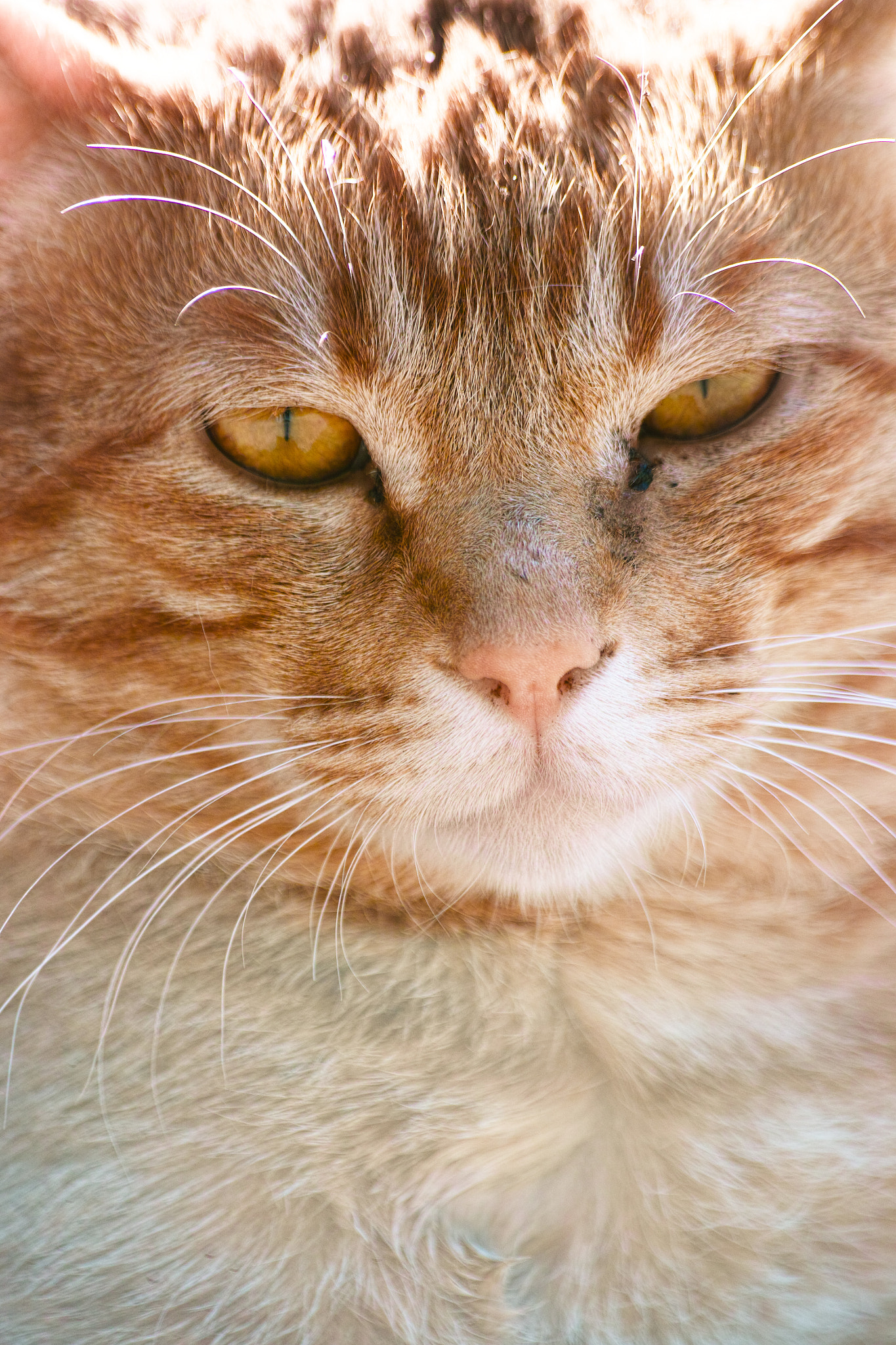 DT 70-300mm F4-5.6 SAM sample photo. Cat every day photography
