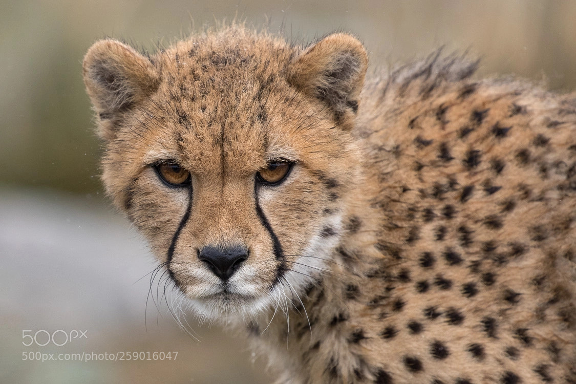 Canon EOS-1D X Mark II sample photo. Cheetah photography