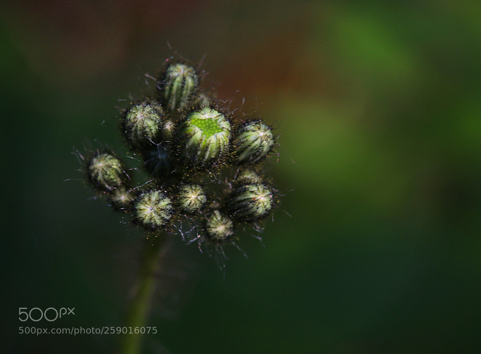 Canon EOS 77D (EOS 9000D / EOS 770D) sample photo. Unknown photography