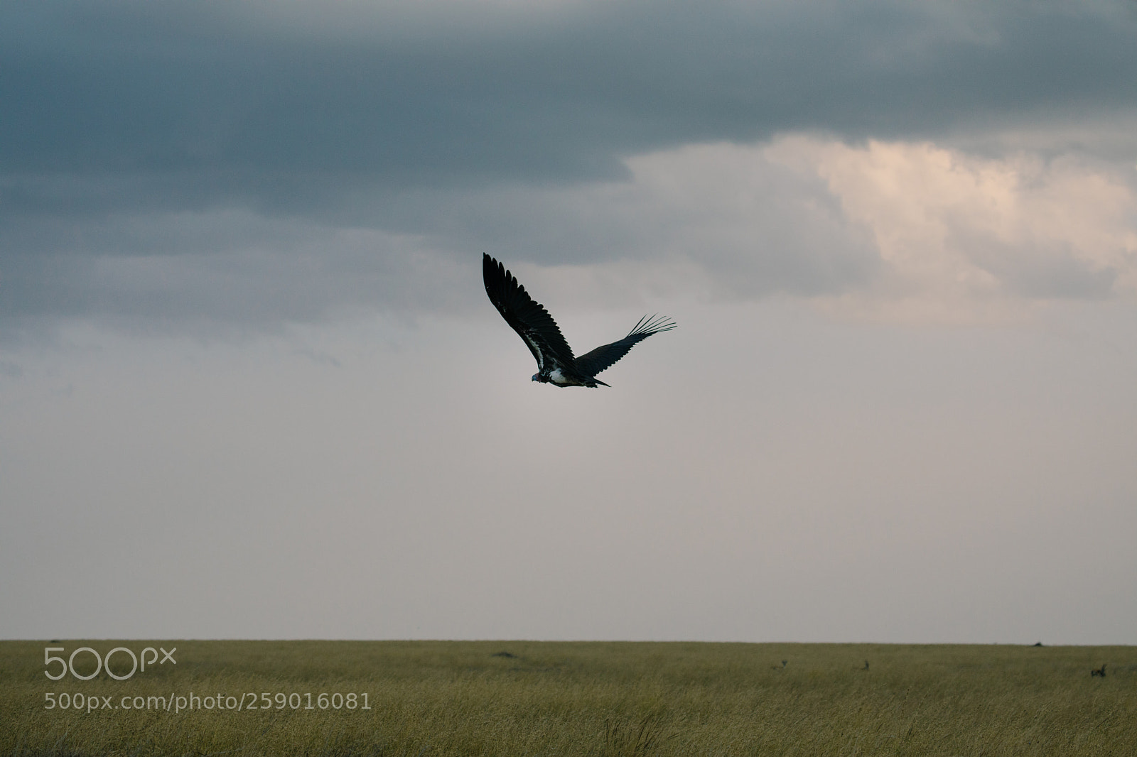 Canon EOS 5D Mark IV sample photo. The ultimate predator photography