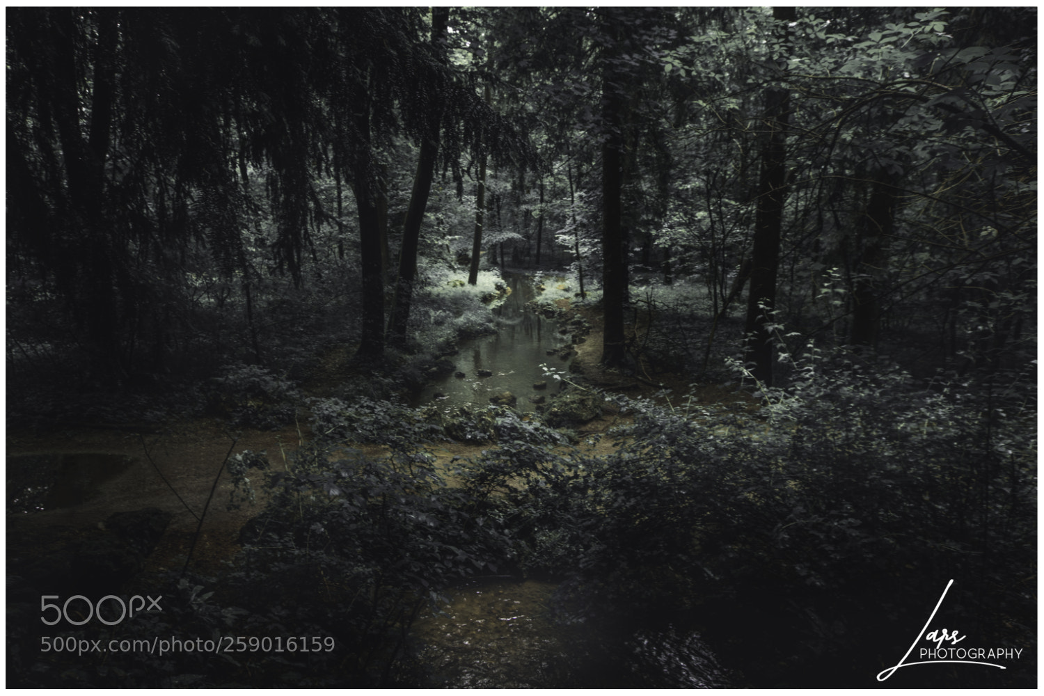 Nikon D5300 sample photo. Moody forest photography