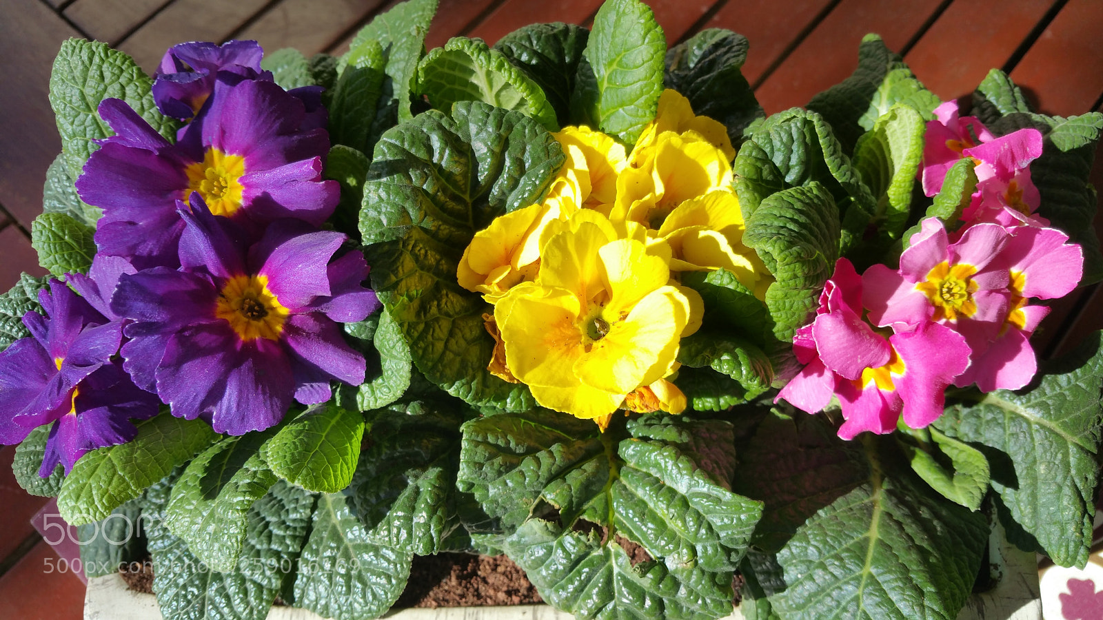Samsung Galaxy Note4 sample photo. Color the day 7 photography
