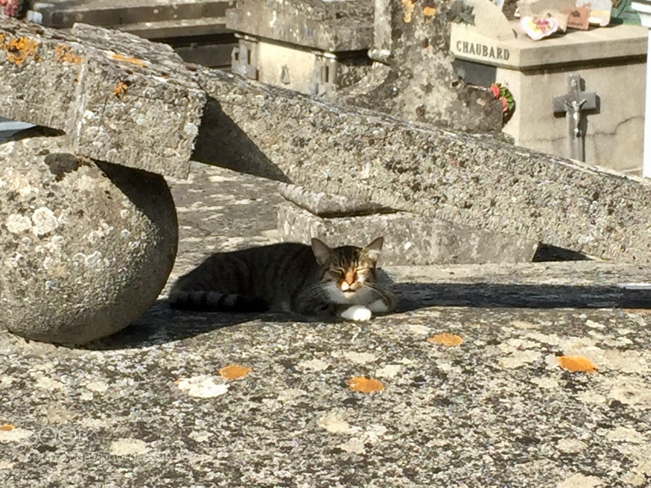 Apple iPhone 6 sample photo. The cat on the photography