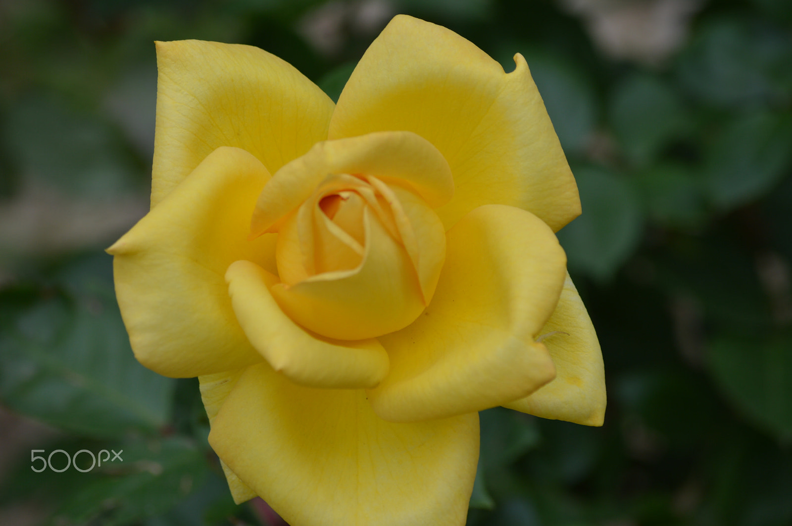 Nikon D3200 sample photo. Dsc photography