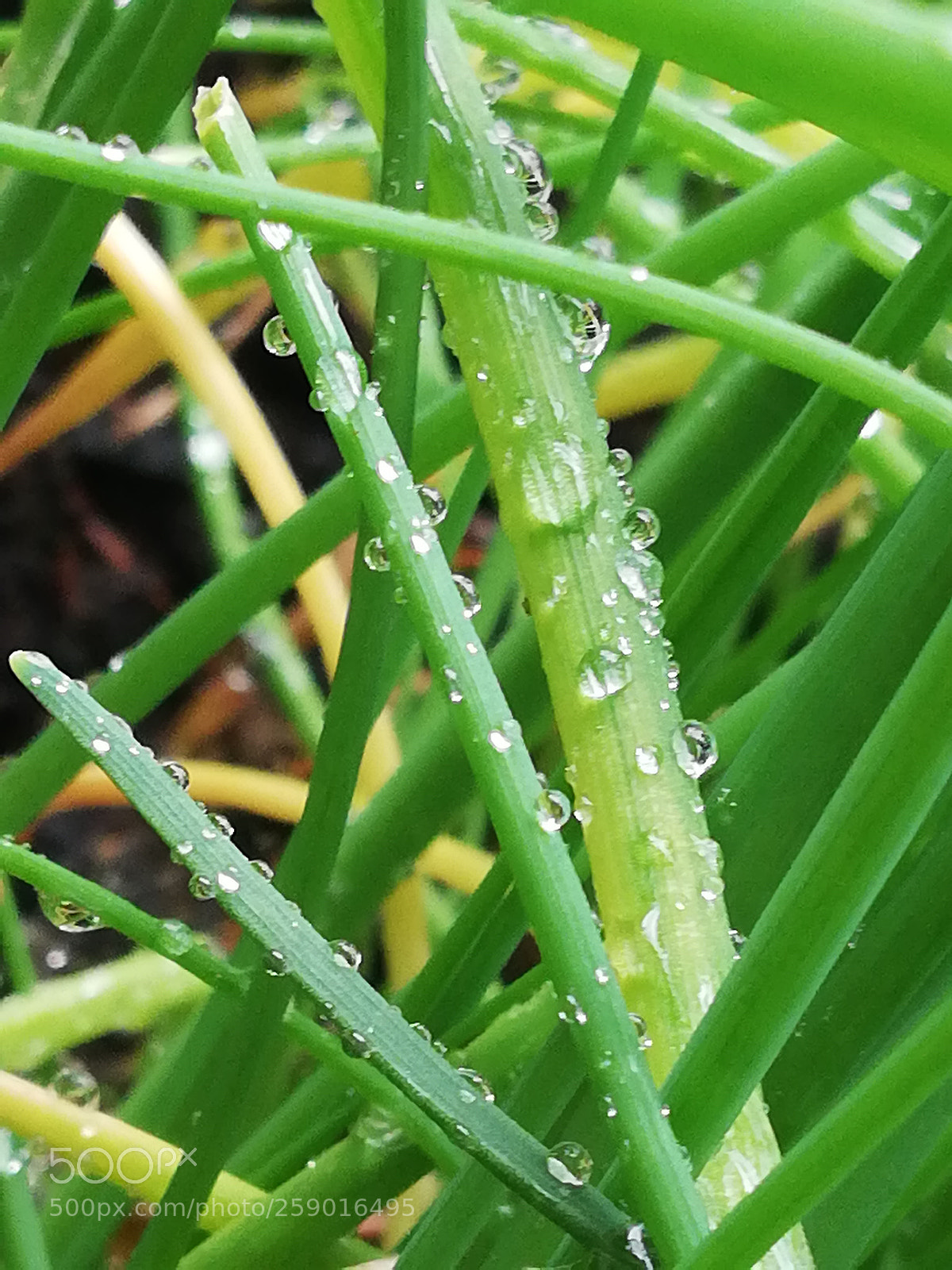 HUAWEI P20 lite sample photo. In the garden photography