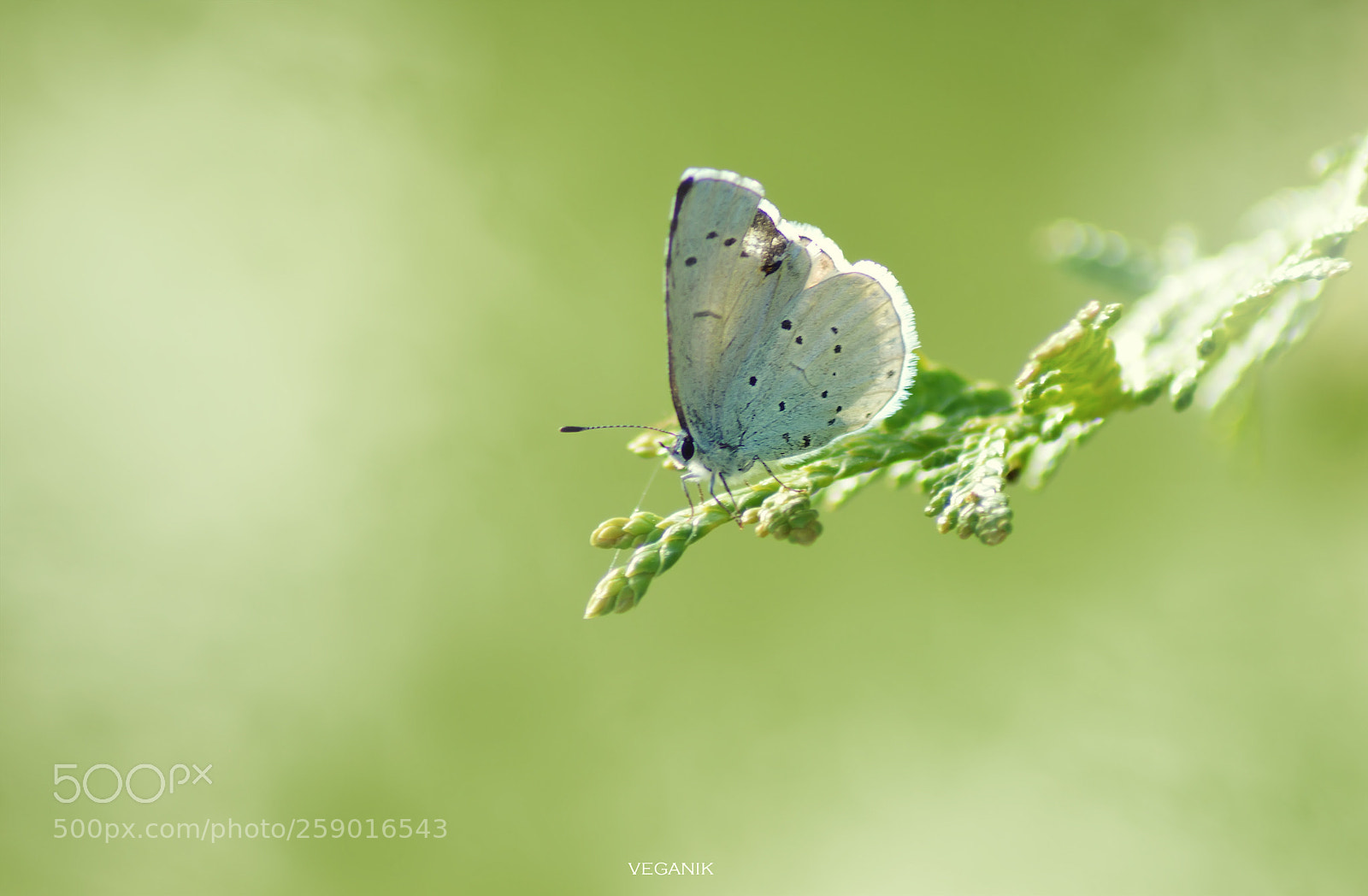 Nikon D3200 sample photo. ... photography