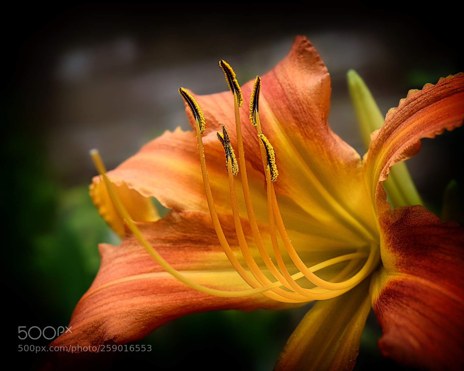 Nikon D3300 sample photo. Orange lily photography