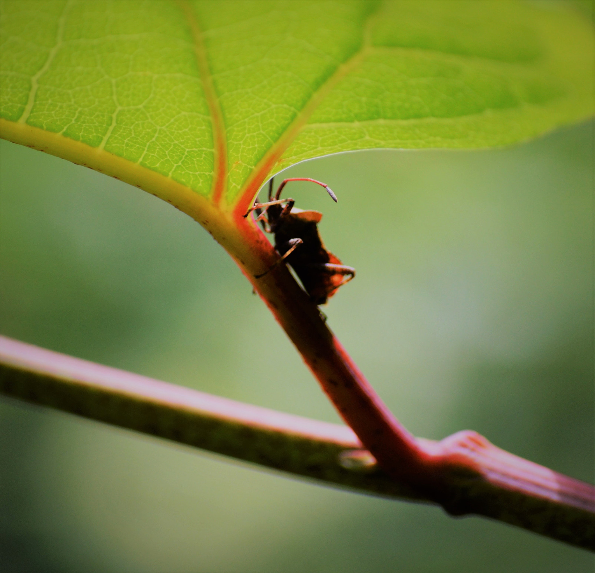 Nikon D3200 sample photo
