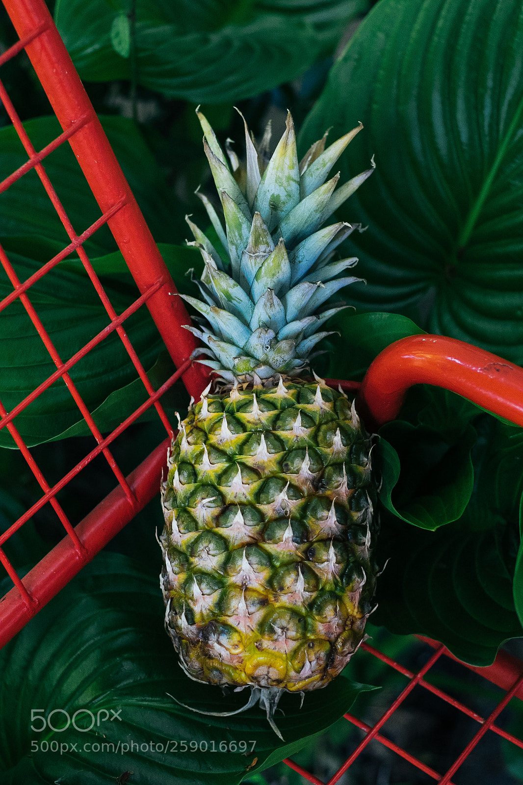 Canon EOS 7D Mark II sample photo. Ananas. photography