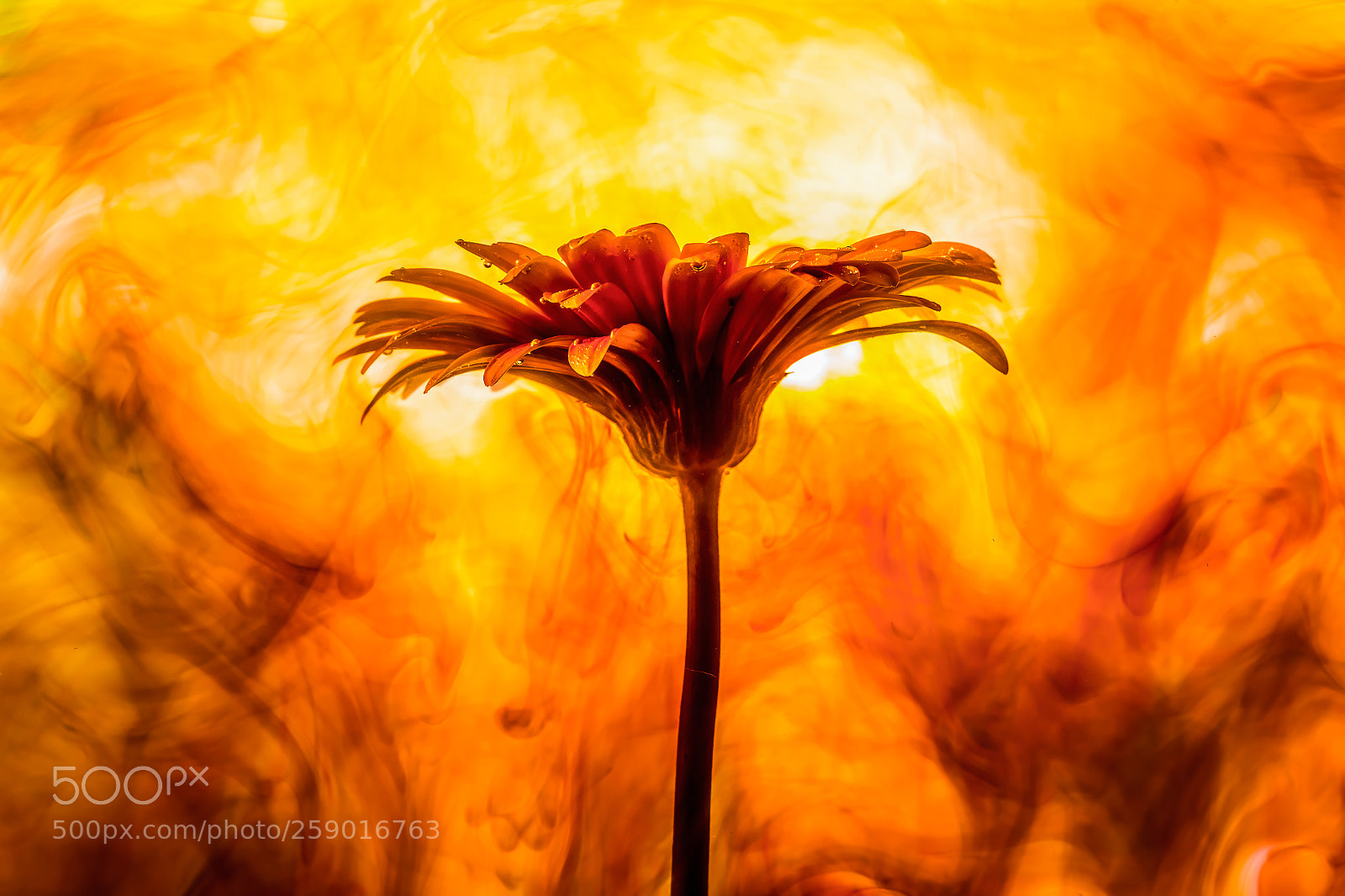 Canon EOS 70D sample photo. Fire flower photography