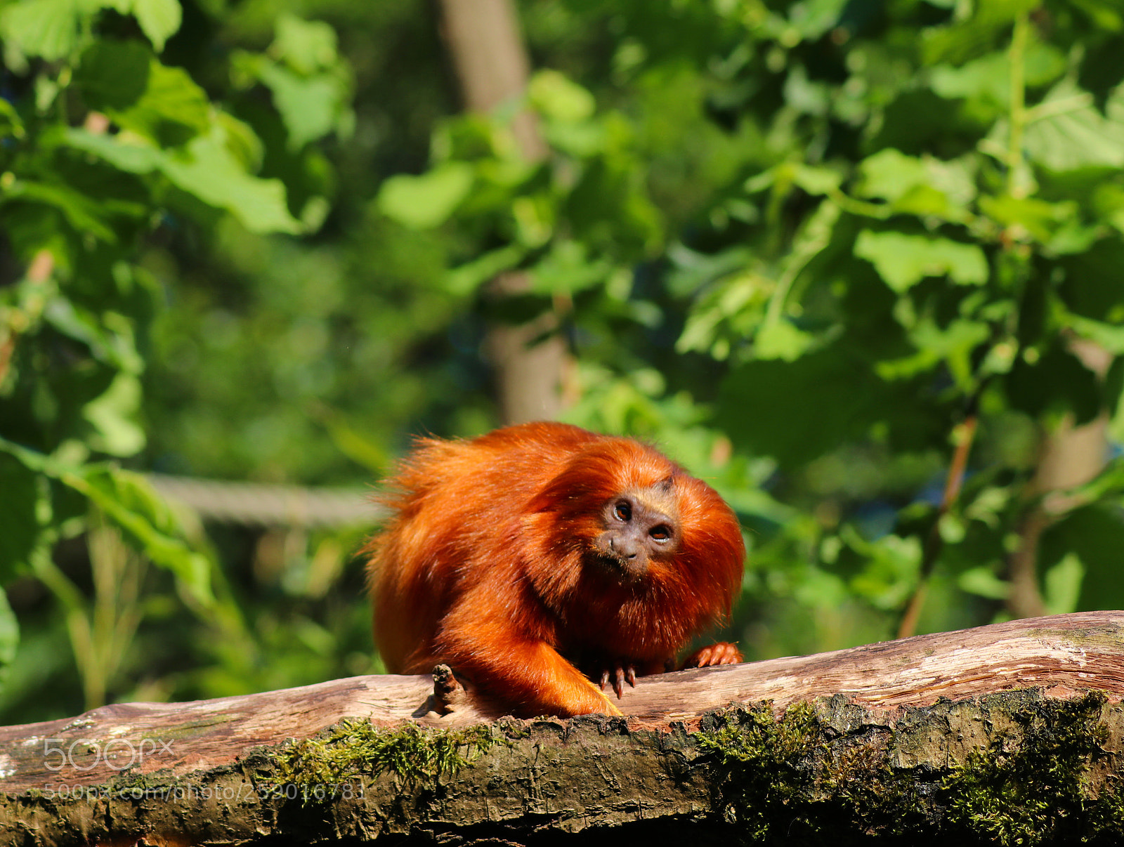 Canon EOS 80D sample photo. Leontopithecus rosalia photography