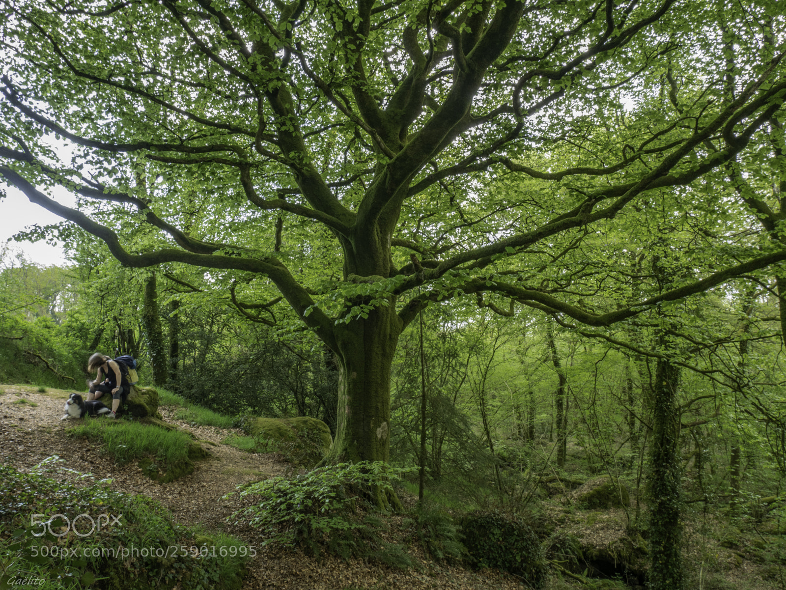 Panasonic Lumix DMC-GX85 (Lumix DMC-GX80 / Lumix DMC-GX7 Mark II) sample photo. Arbre remarquable photography