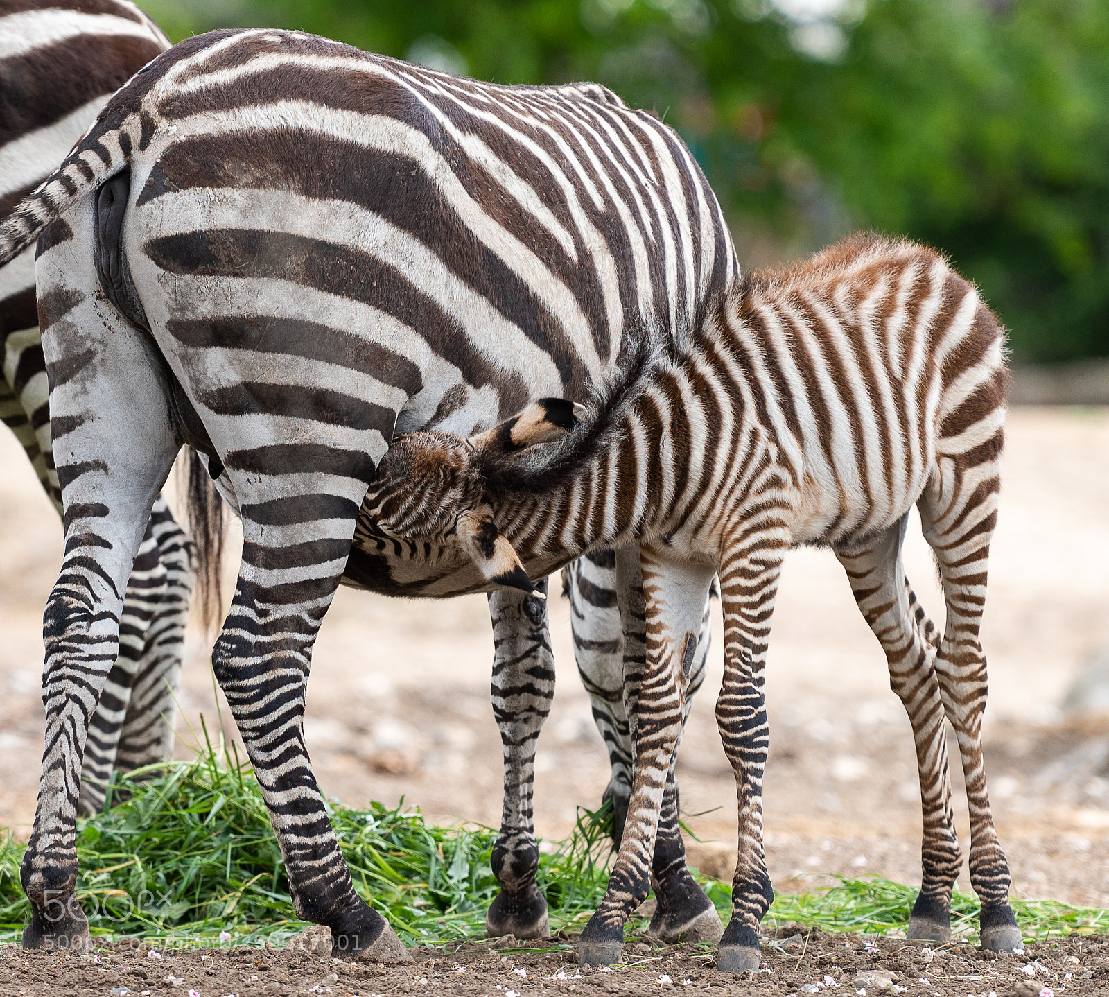 Nikon D810 sample photo. Feeding time photography