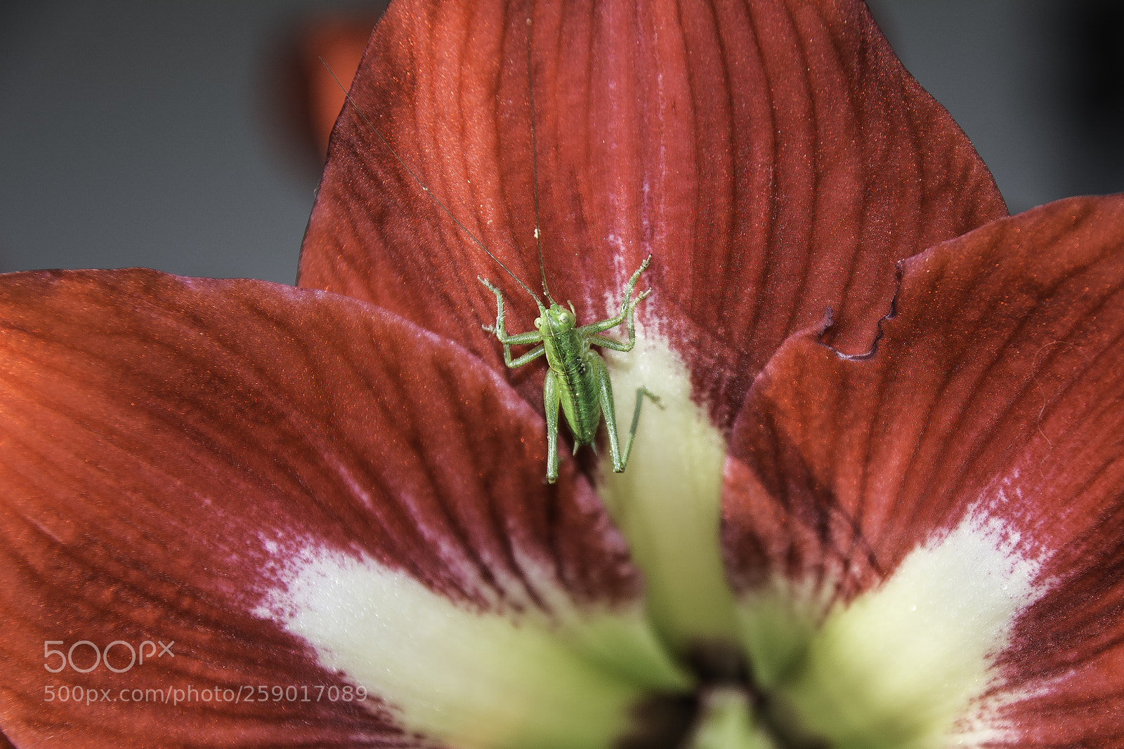 Nikon D7100 sample photo. Little grasshopper photography
