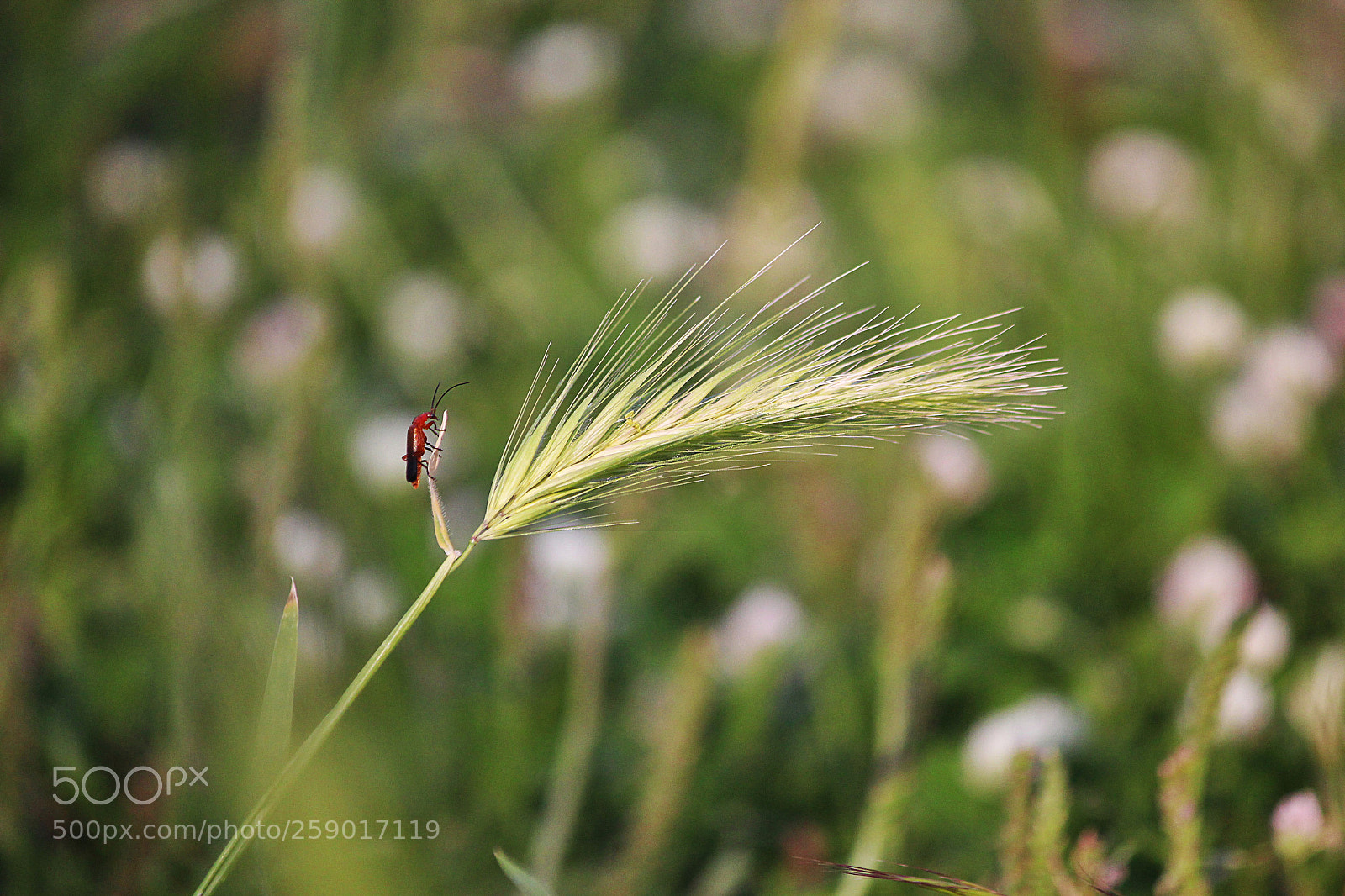 Canon EOS 100D (EOS Rebel SL1 / EOS Kiss X7) sample photo. Little by little photography