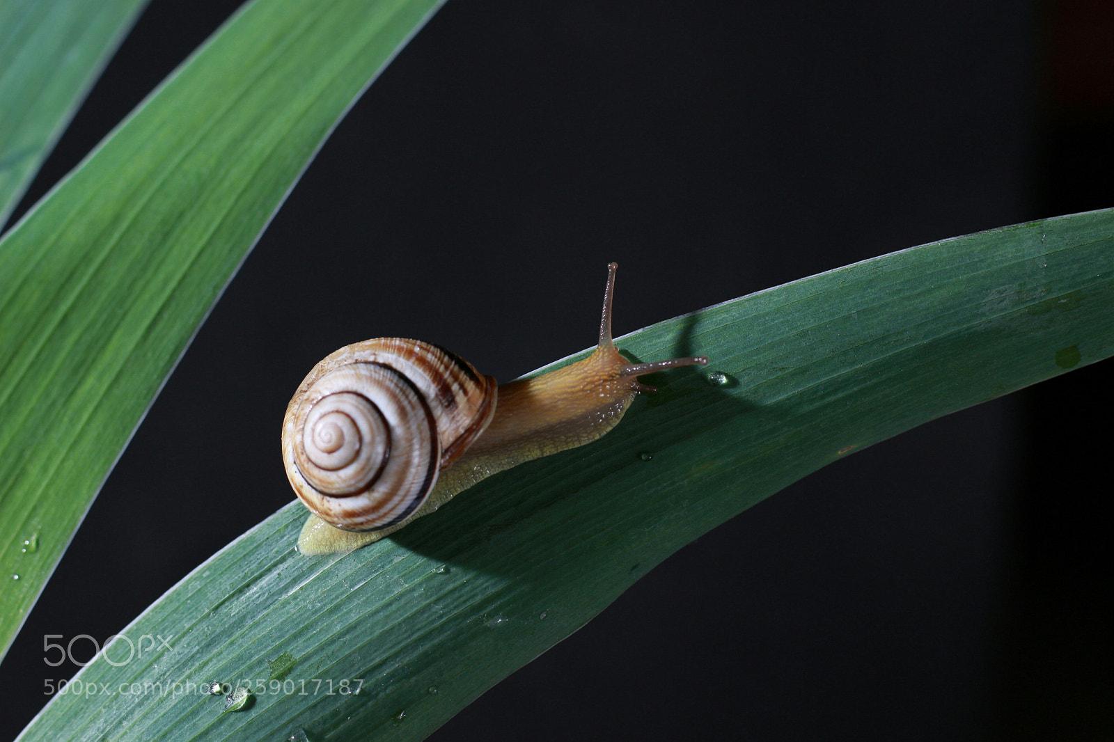 Canon EOS 100D (EOS Rebel SL1 / EOS Kiss X7) sample photo. Snail photography