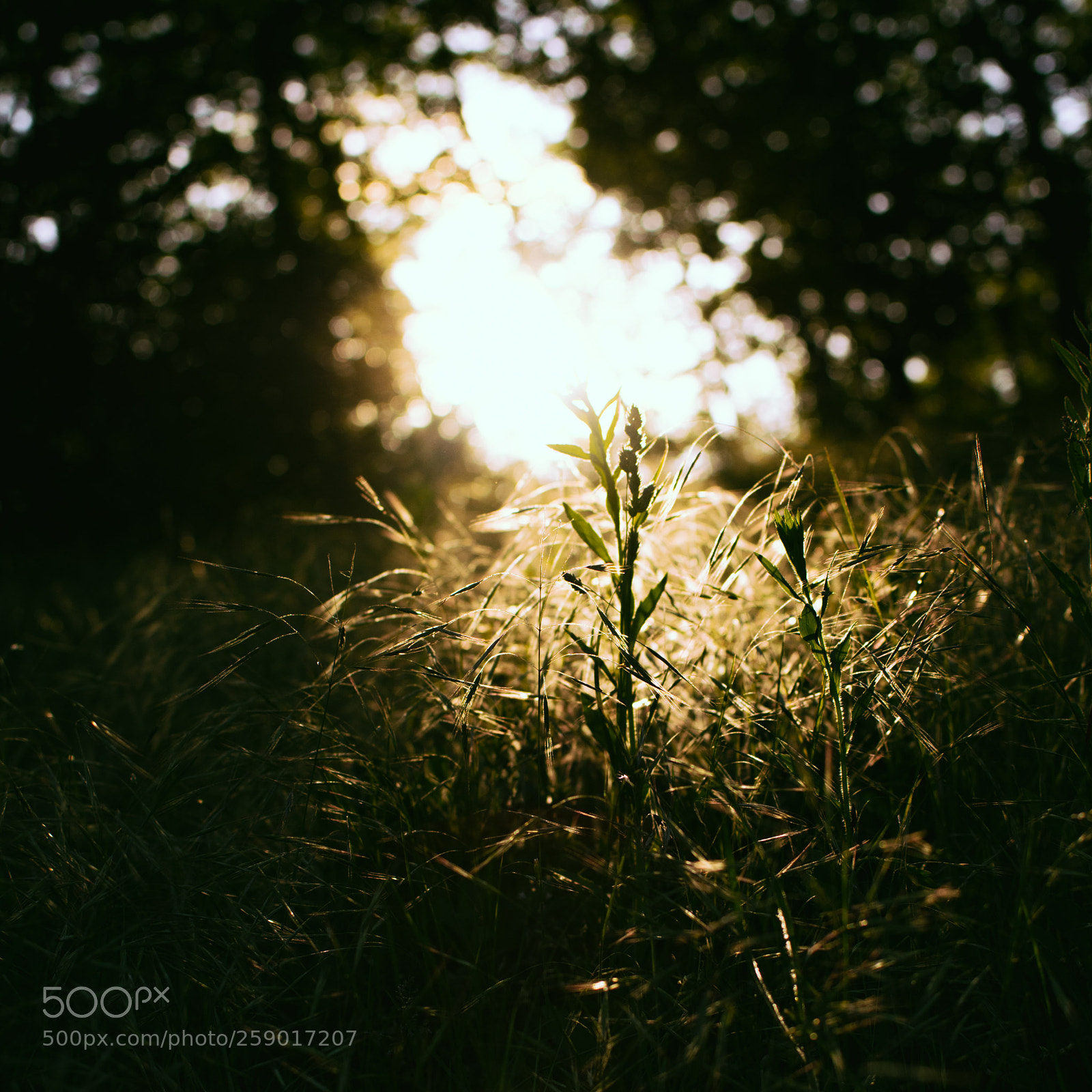 Nikon D3300 sample photo. Summer sun photography