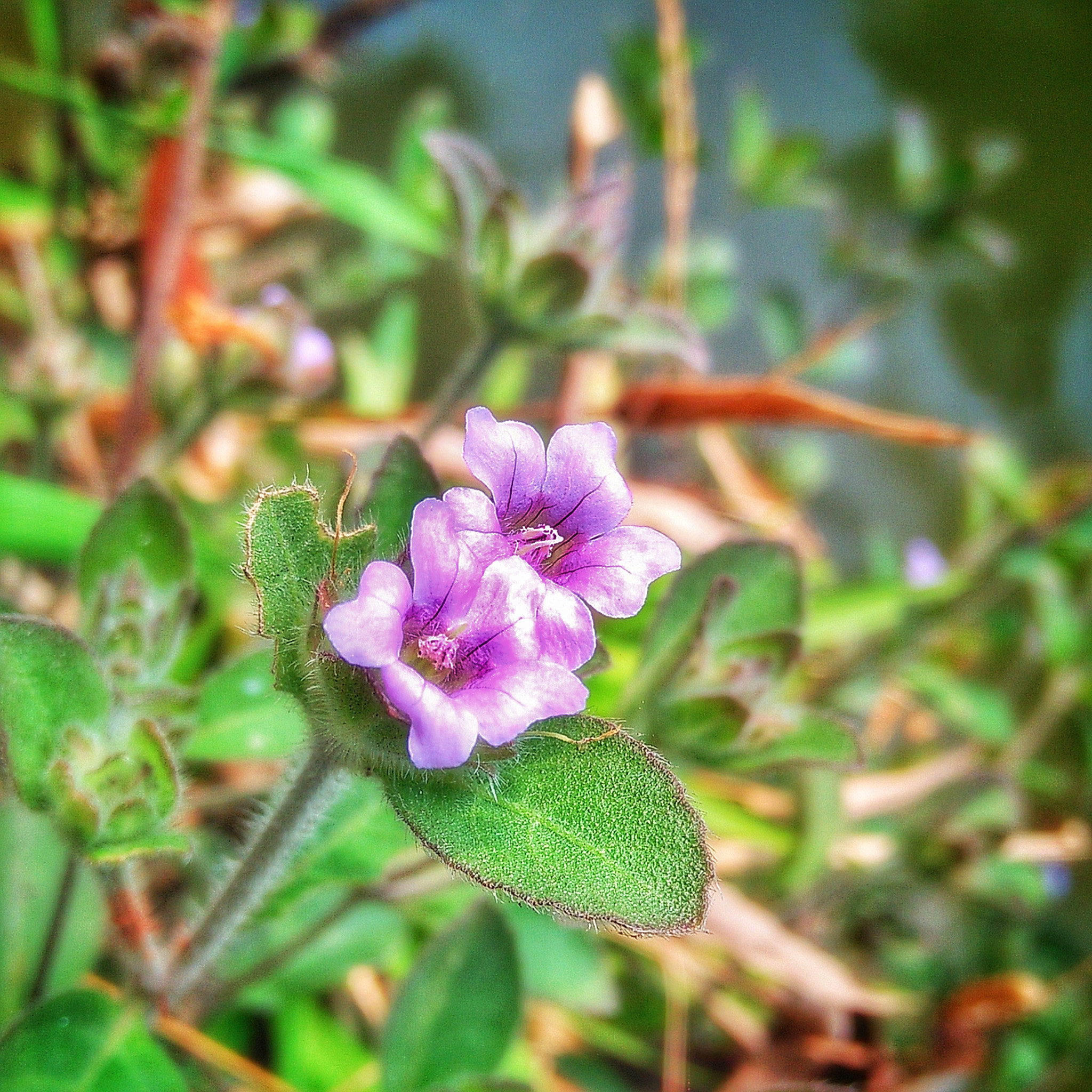 OPPO A37fw-International sample photo