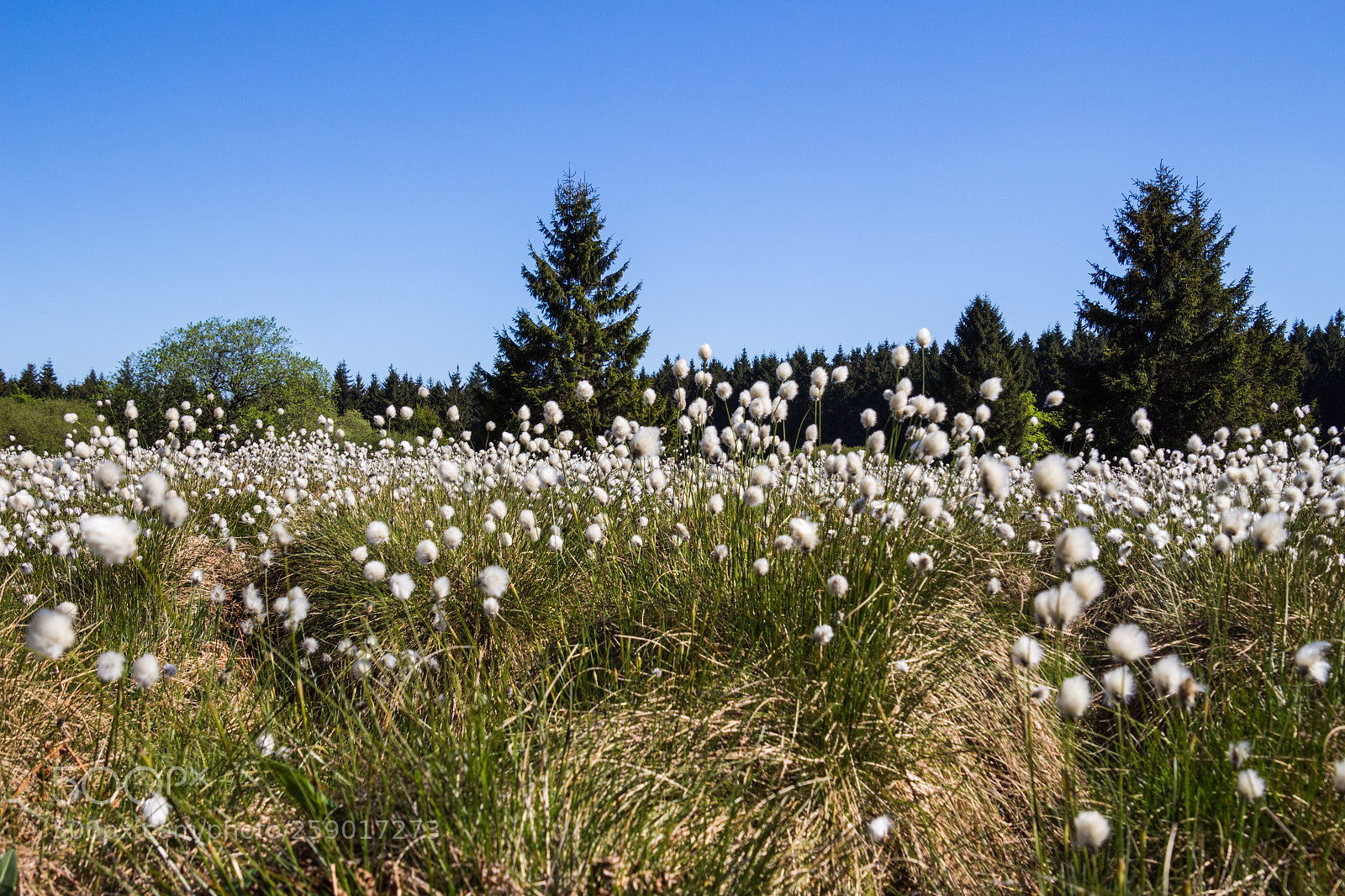 Canon EOS 700D (EOS Rebel T5i / EOS Kiss X7i) sample photo. Marsh grass photography