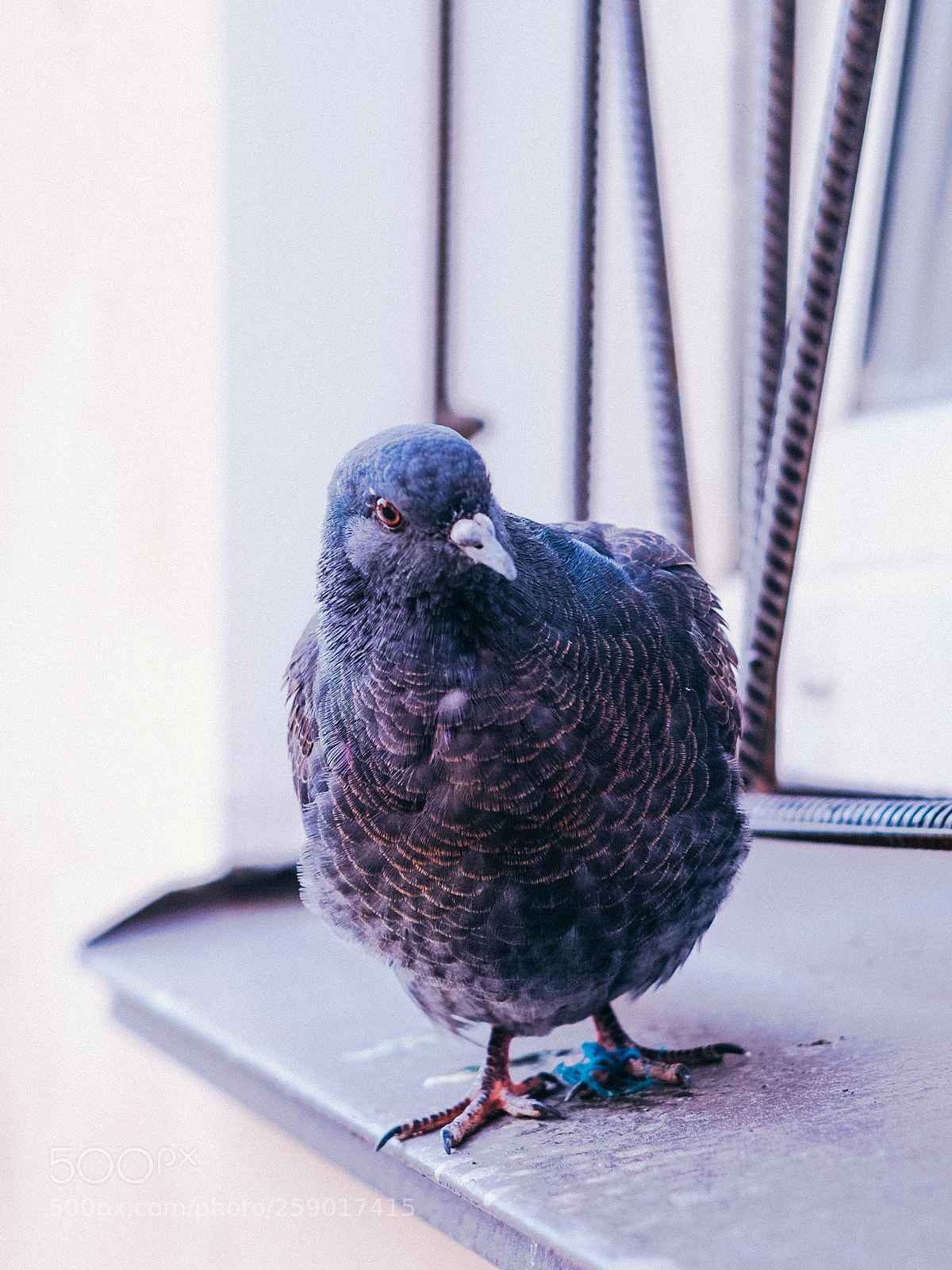 Fujifilm X-T1 sample photo. Street pigeon photography